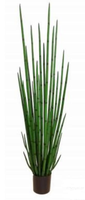 5' Snake Grass     FP1440