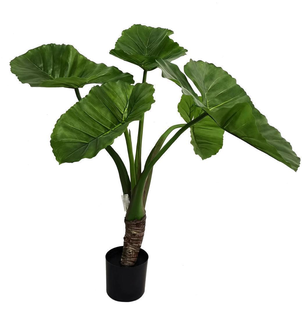 3' Big Taro Plant   FP1441