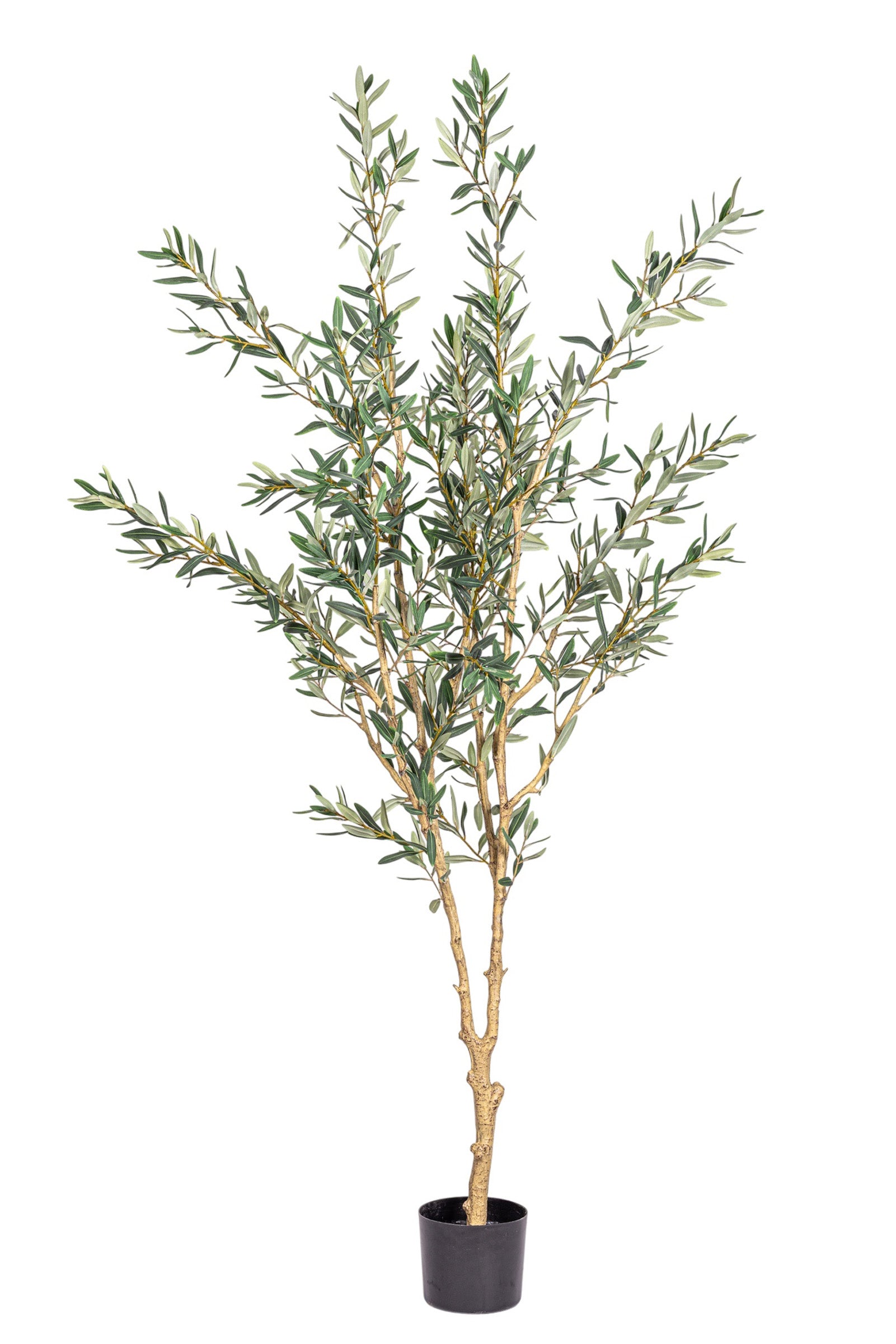 6' Fruitless Olive Tree-No Olives     FP1442
