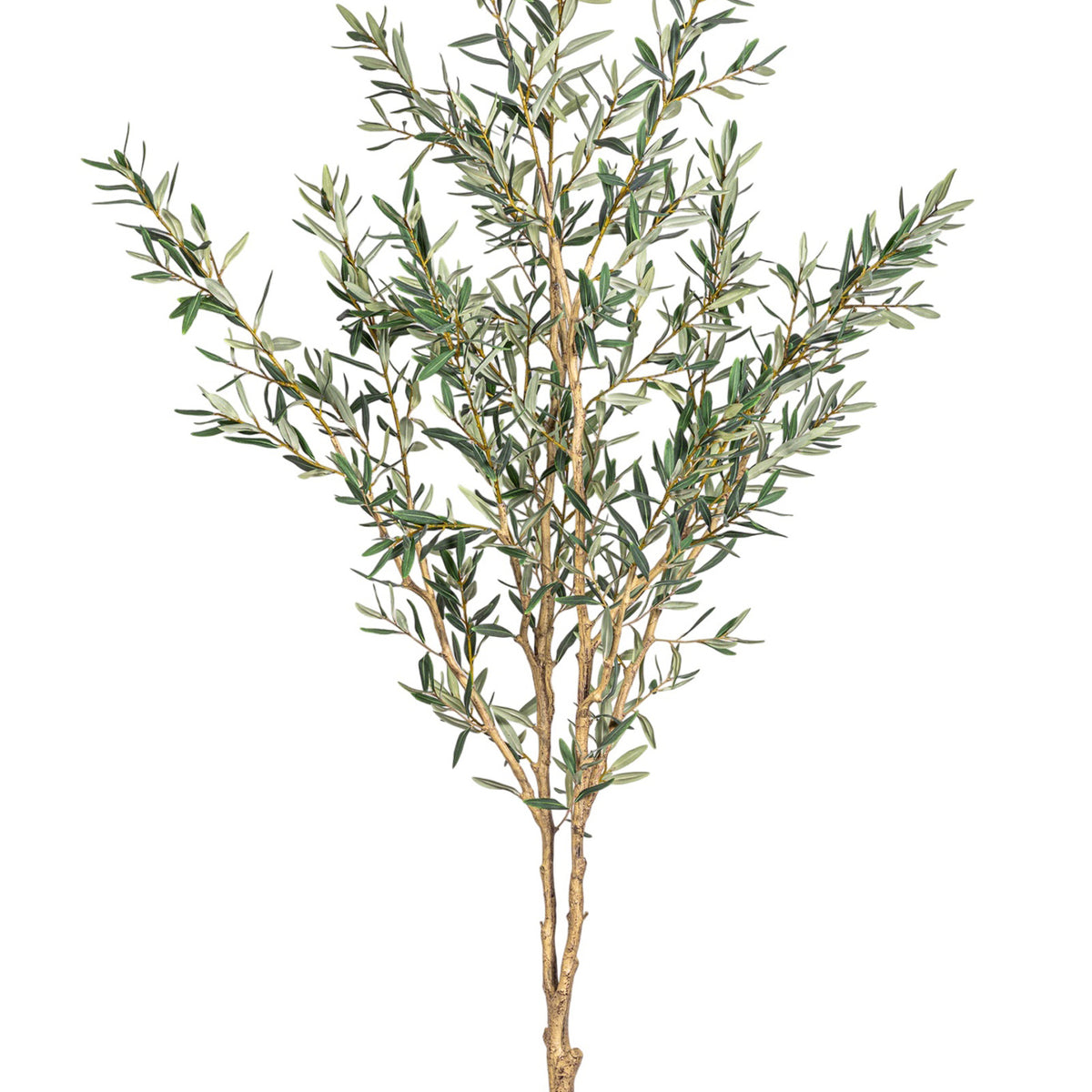6' Fruitless Olive Tree-No Olives FP1442