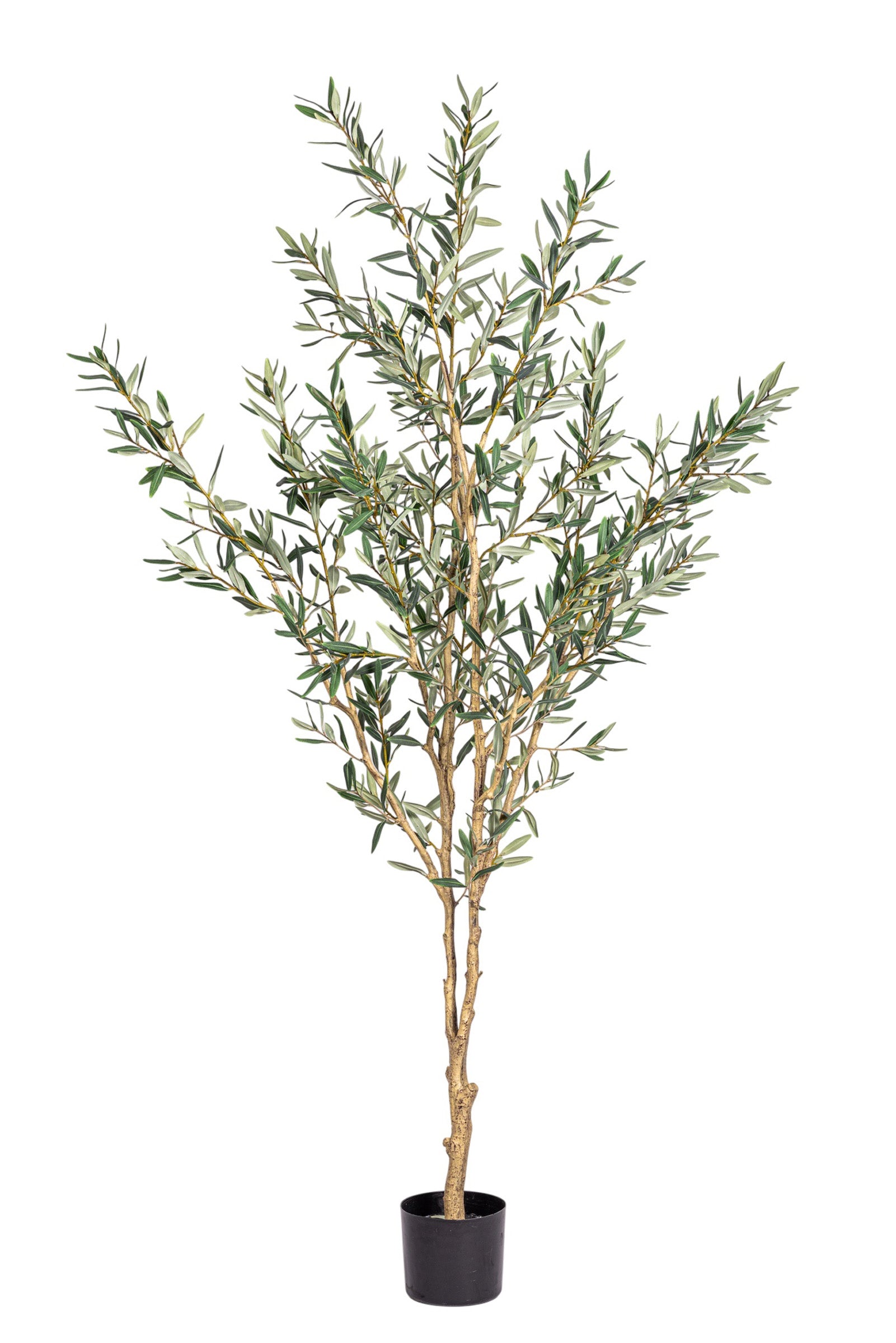6' Fruitless Olive Tree-No Olives     FP1442
