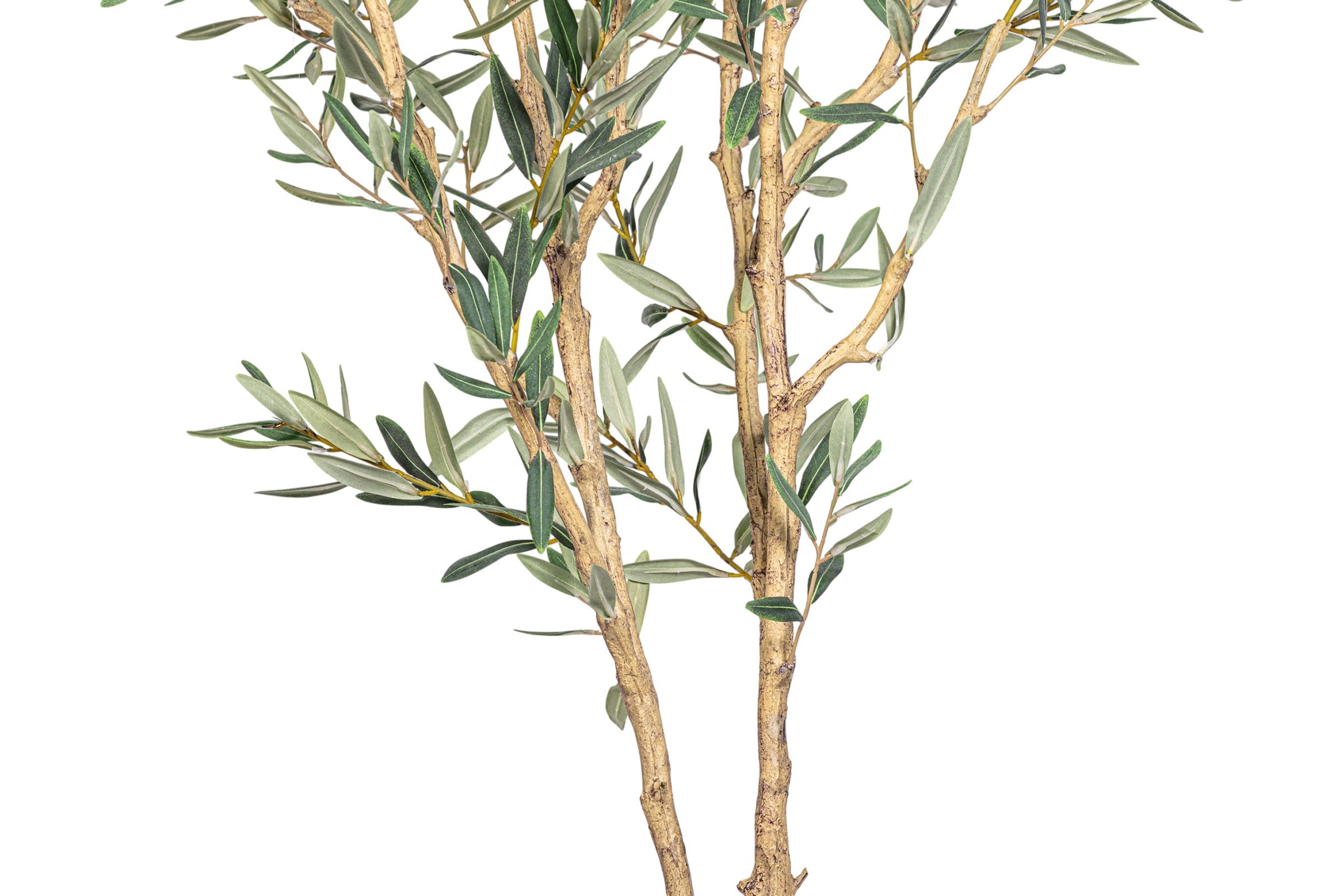 6' Fruitless Olive Tree-No Olives     FP1442