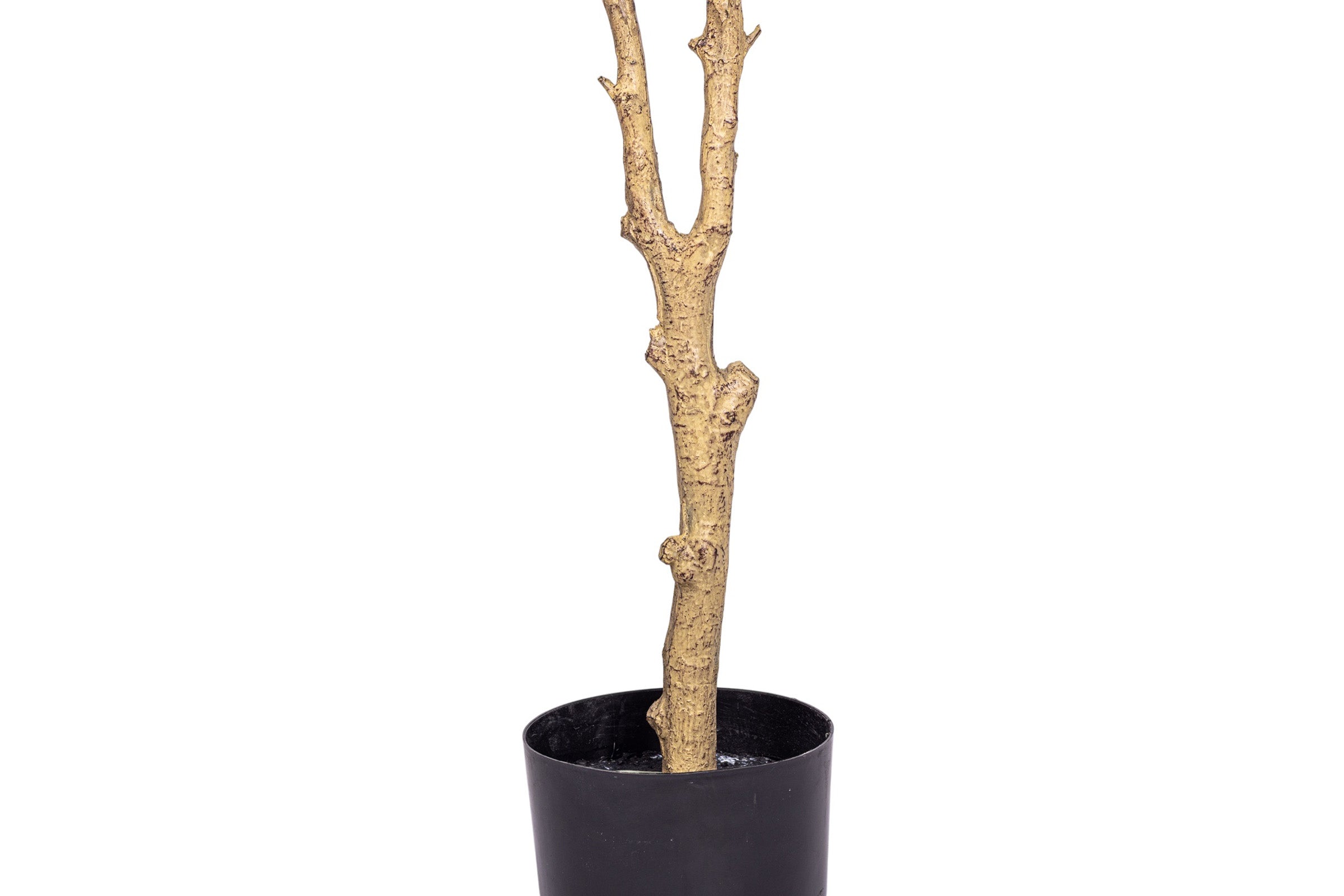 6' Fruitless Olive Tree-No Olives     FP1442