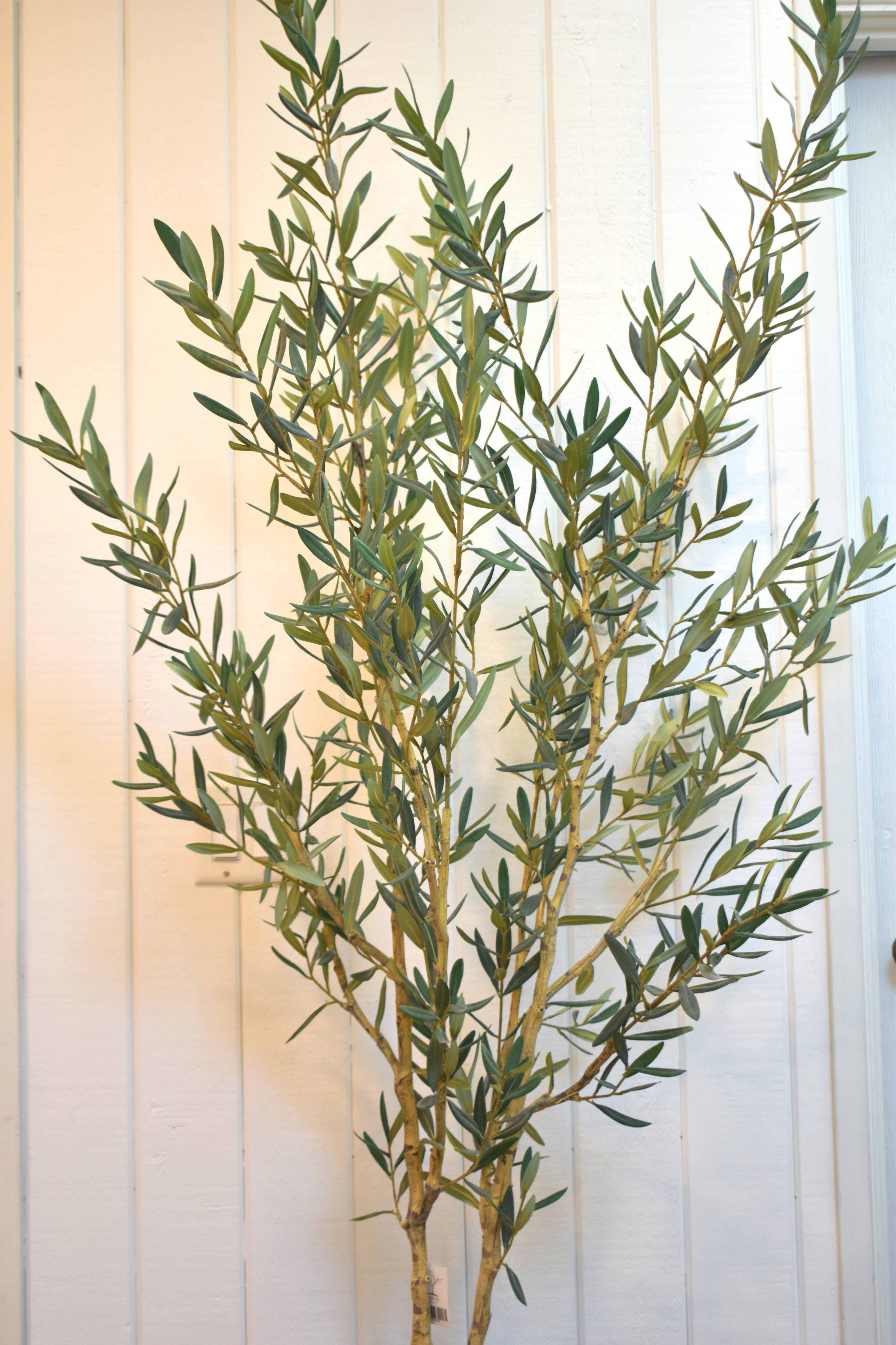 6' Olive Tree-No Olives     FP1442