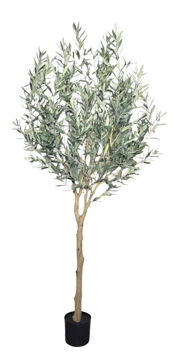 6' Olive Tree-No Olives   FP1443