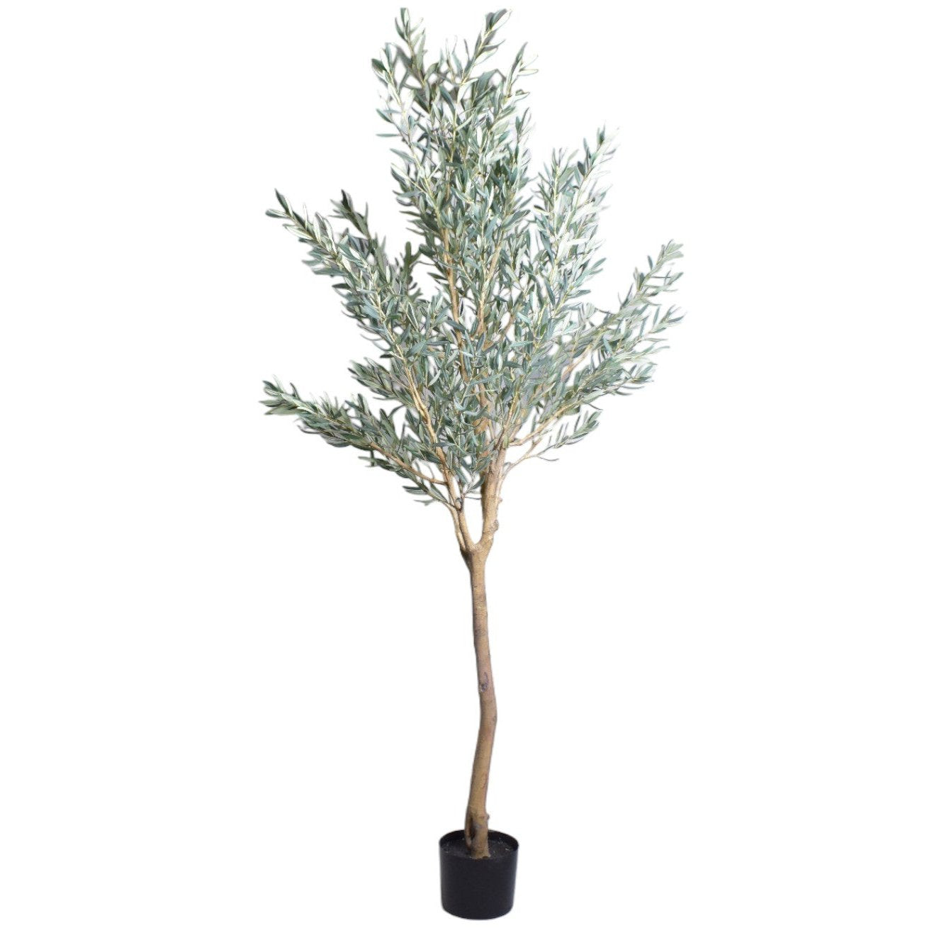 8' Olive Tree   FP1444