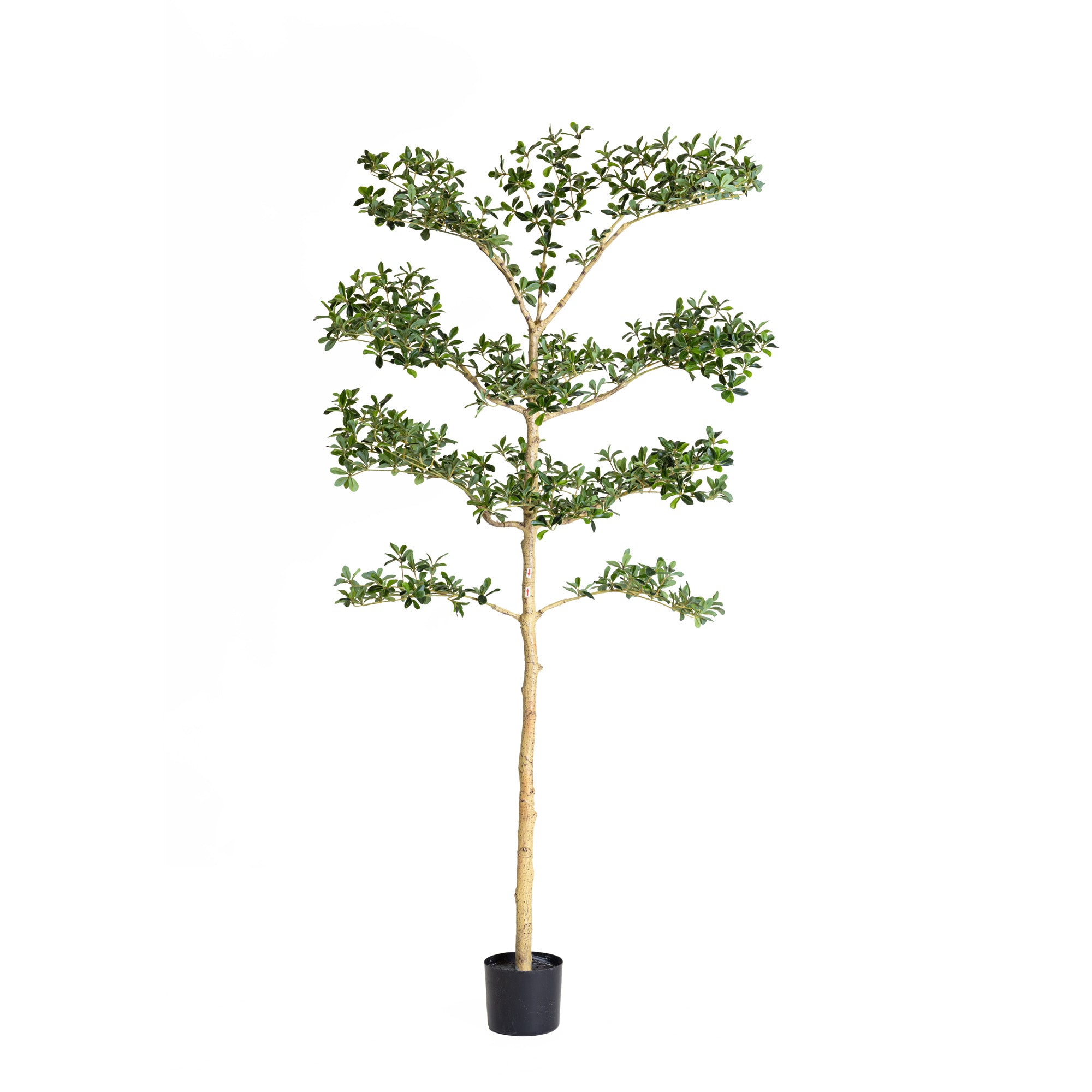 6' Shady Lady Black Olive Tree   FP1445