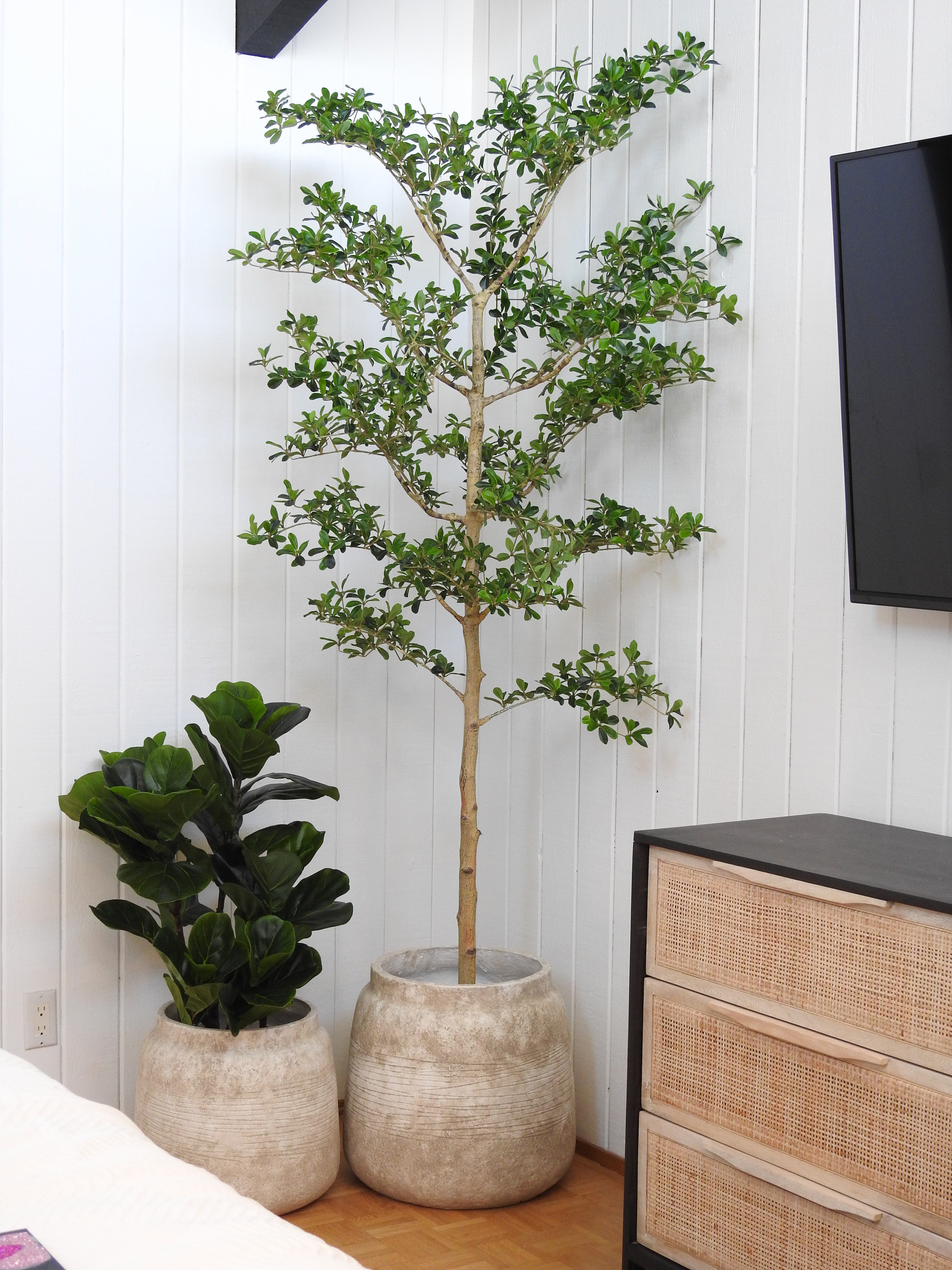 7' Shady Lady Black Olive Tree   FP1446