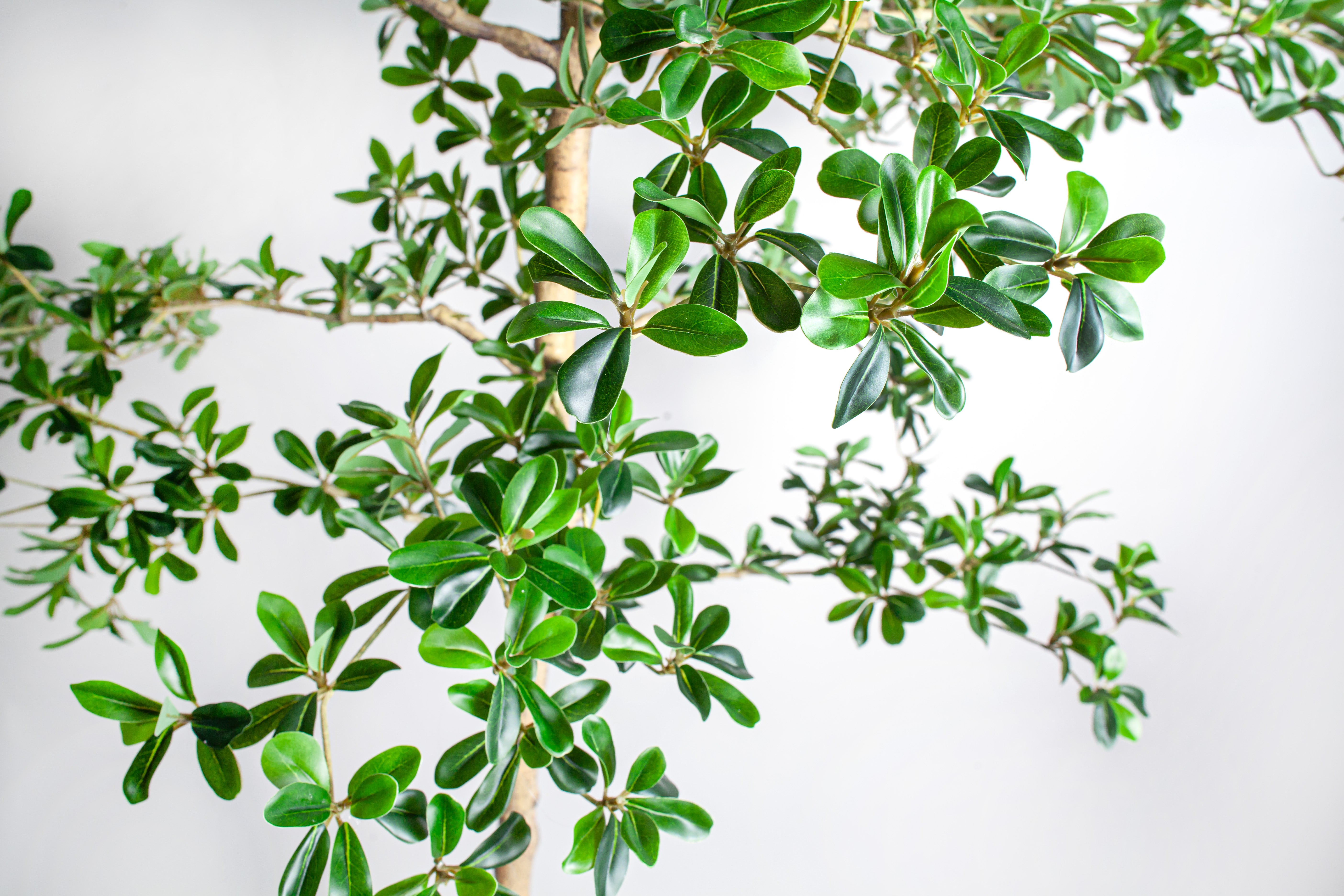 9' Shady Lady Black Olive Tree   FP1448