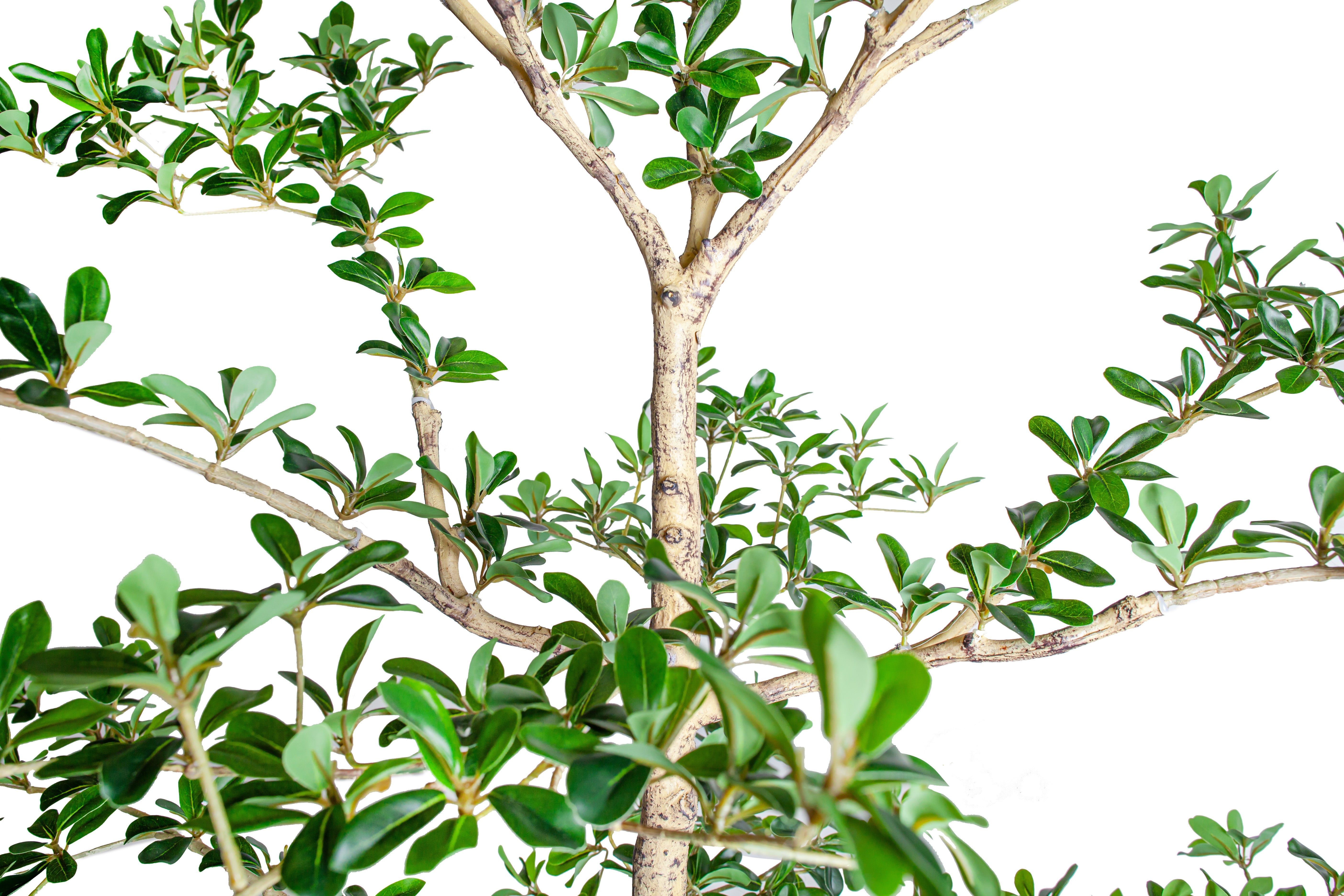 8' Shady Lady Black Olive Tree     FP1447