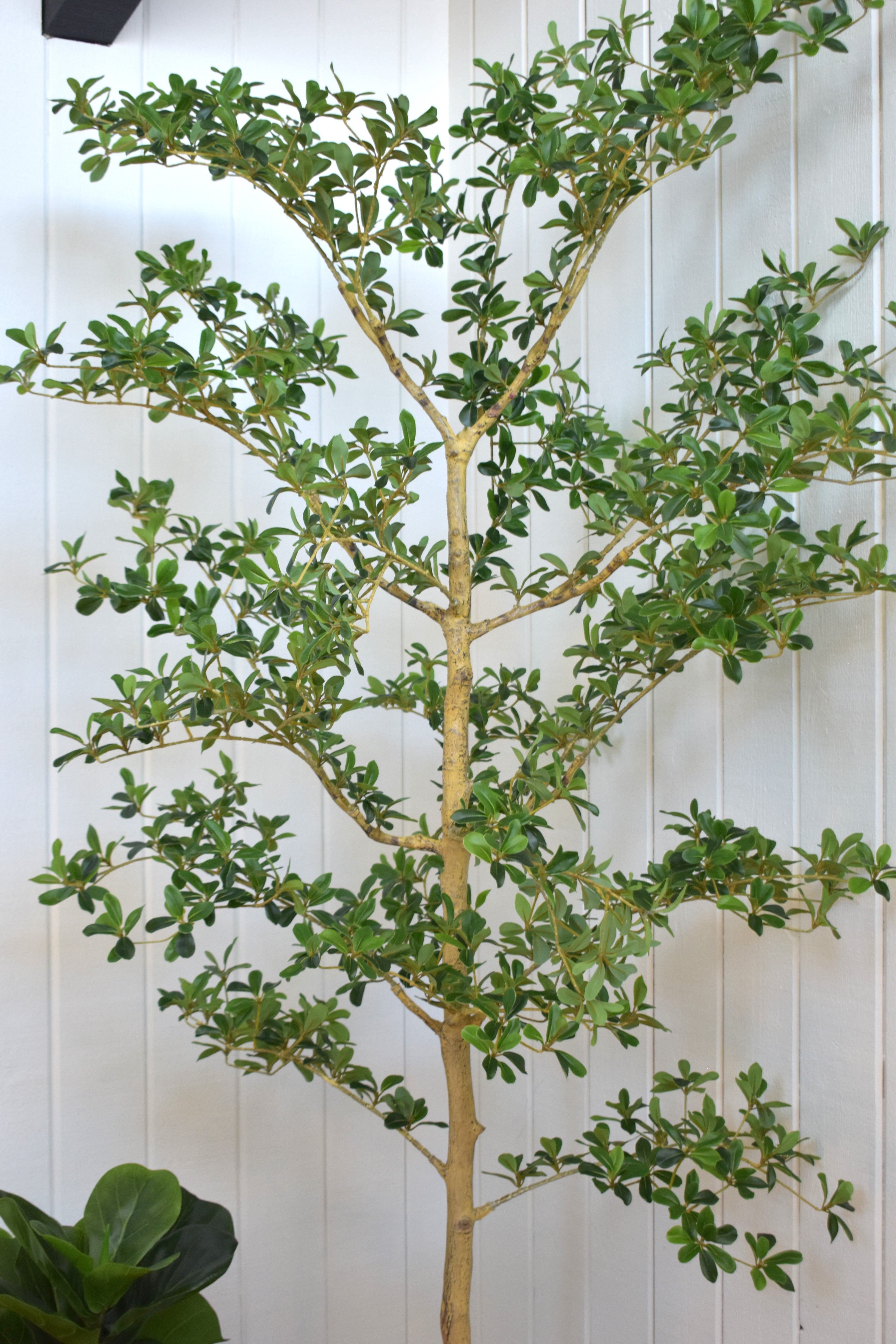 7' Shady Lady Black Olive Tree   FP1446