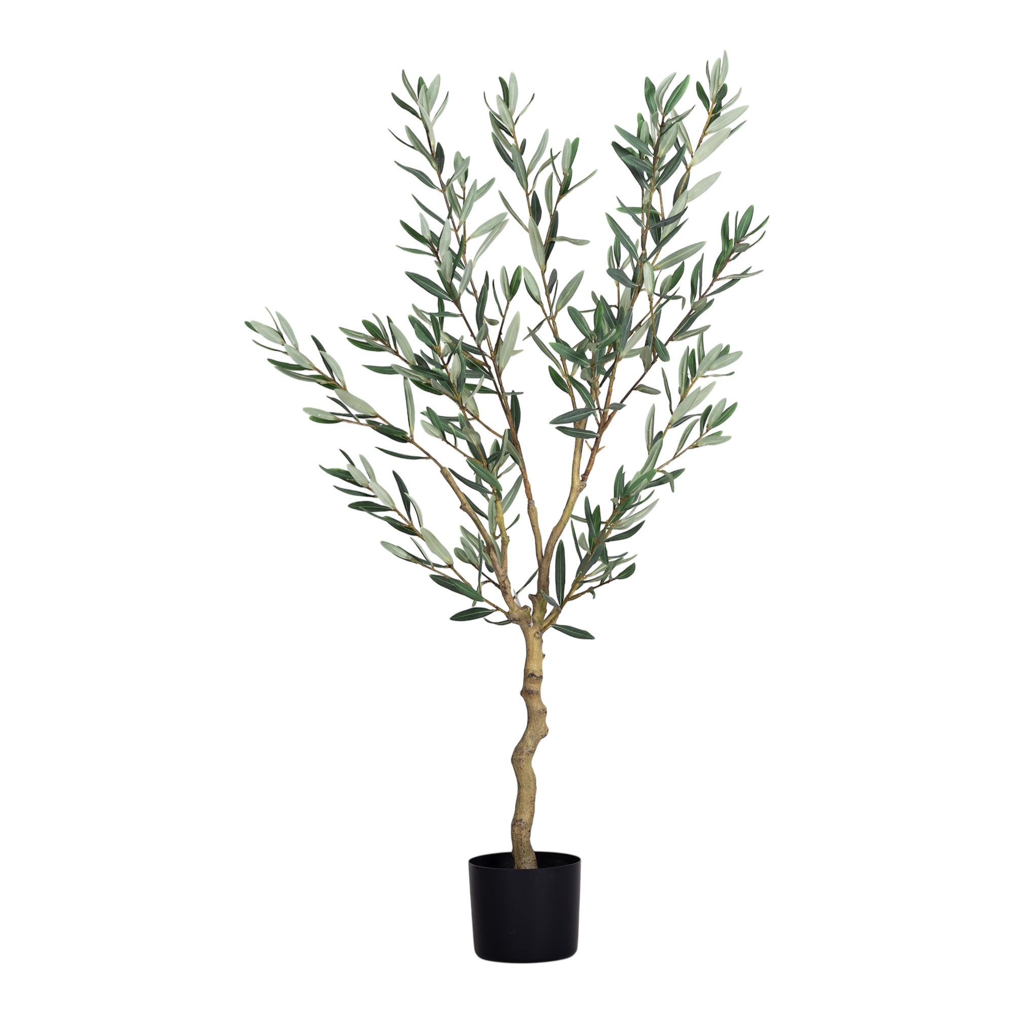 4' Olive Tree    FP1454