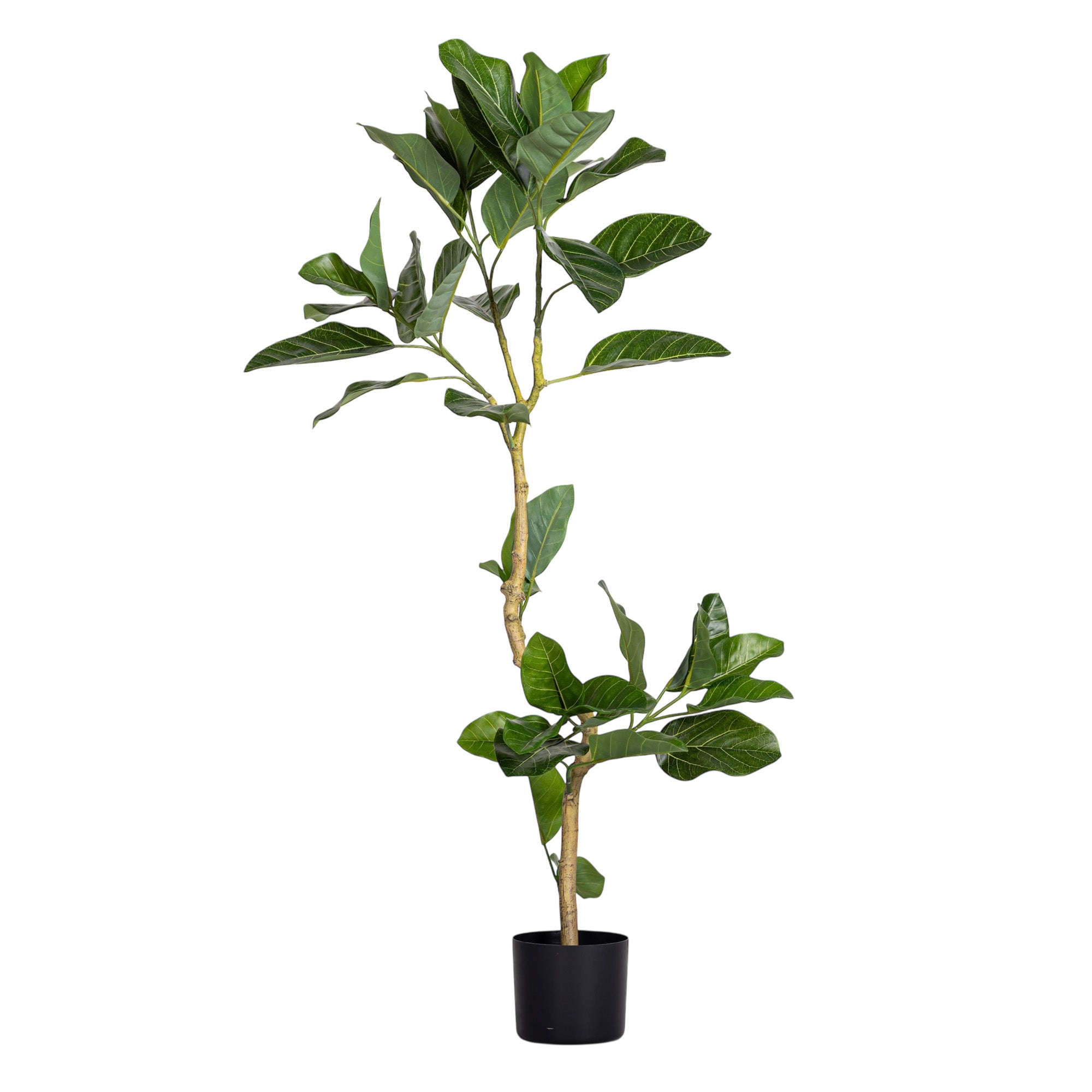 4' Audrey Ficus     FP1455