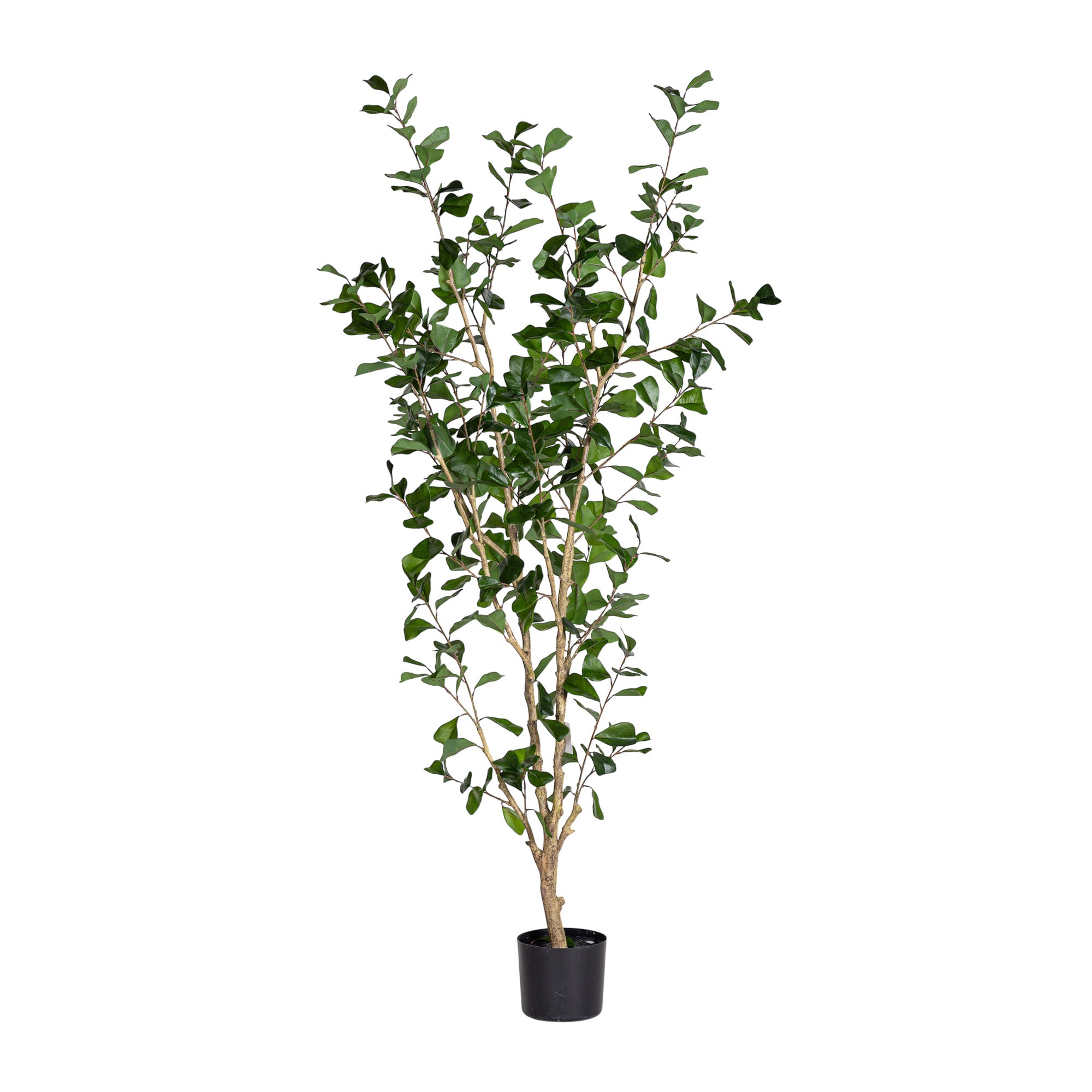 6' Triangle Ficus FP1456