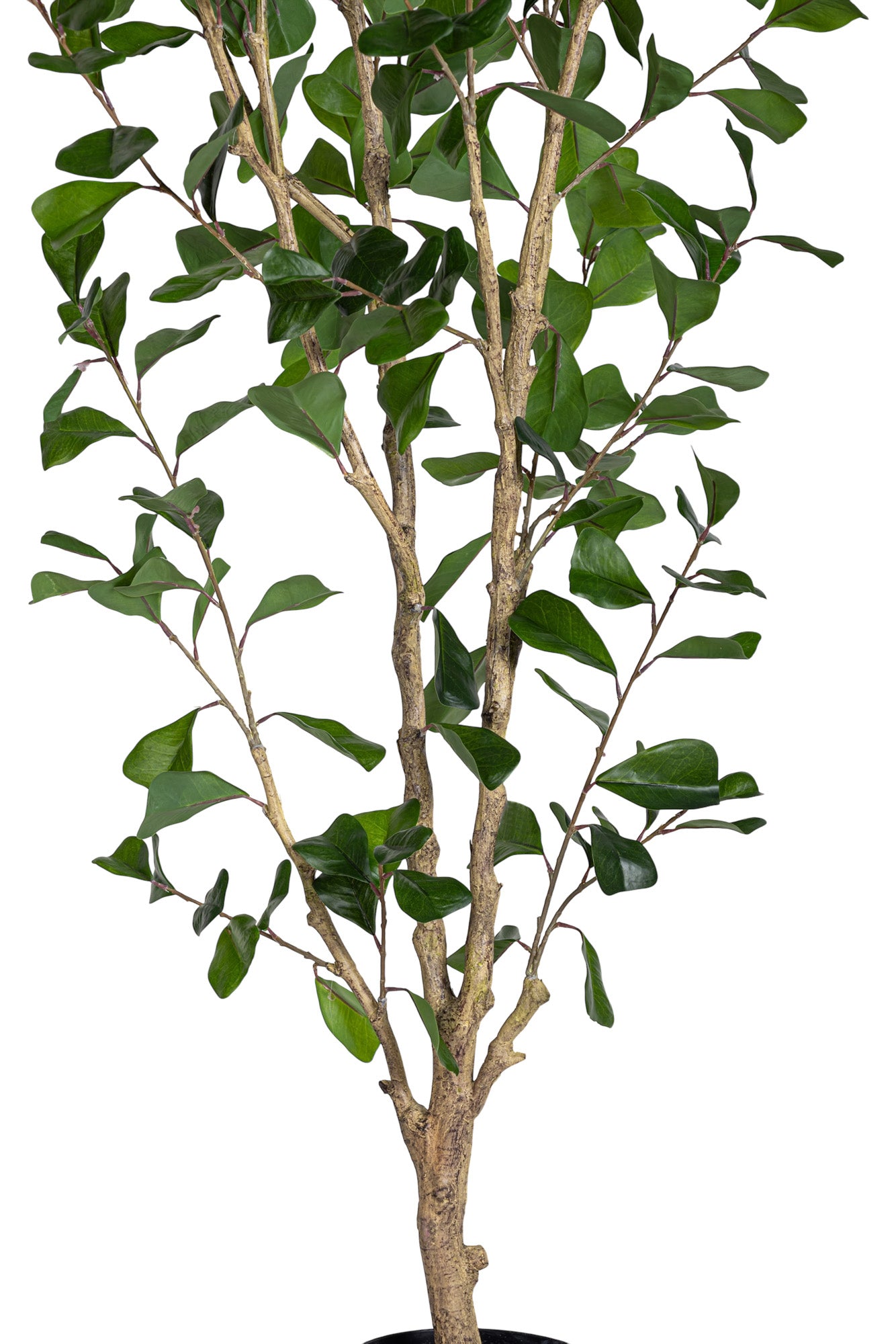 6' Triangle Ficus FP1456