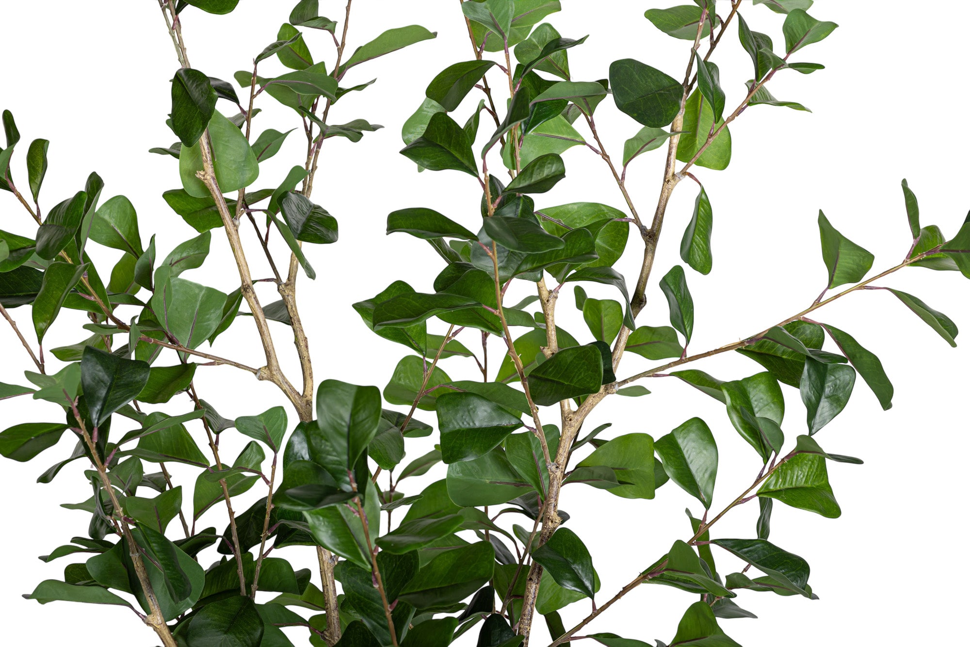 6' Triangle Ficus FP1456