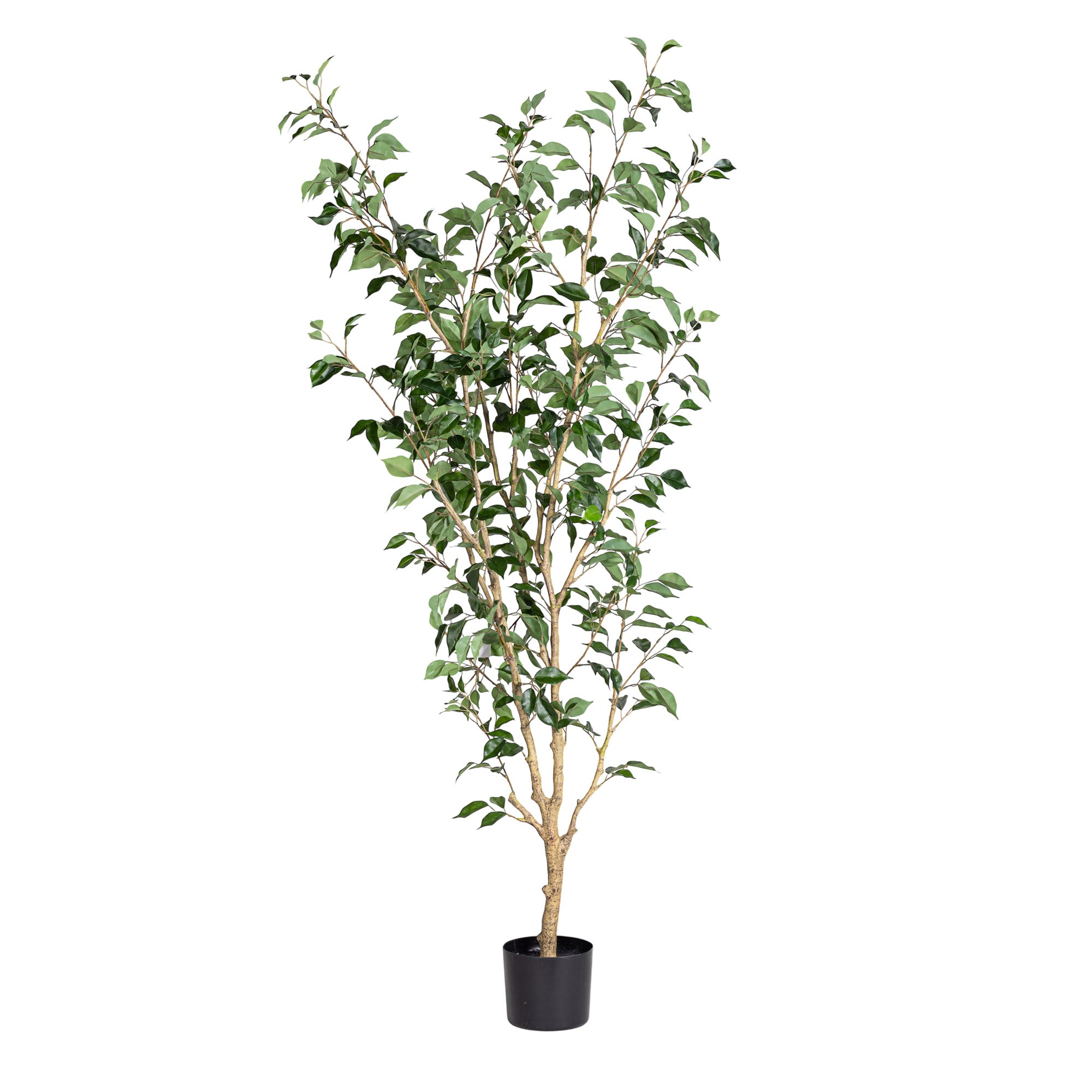 6' Benjamina Ficus Tree FP1457