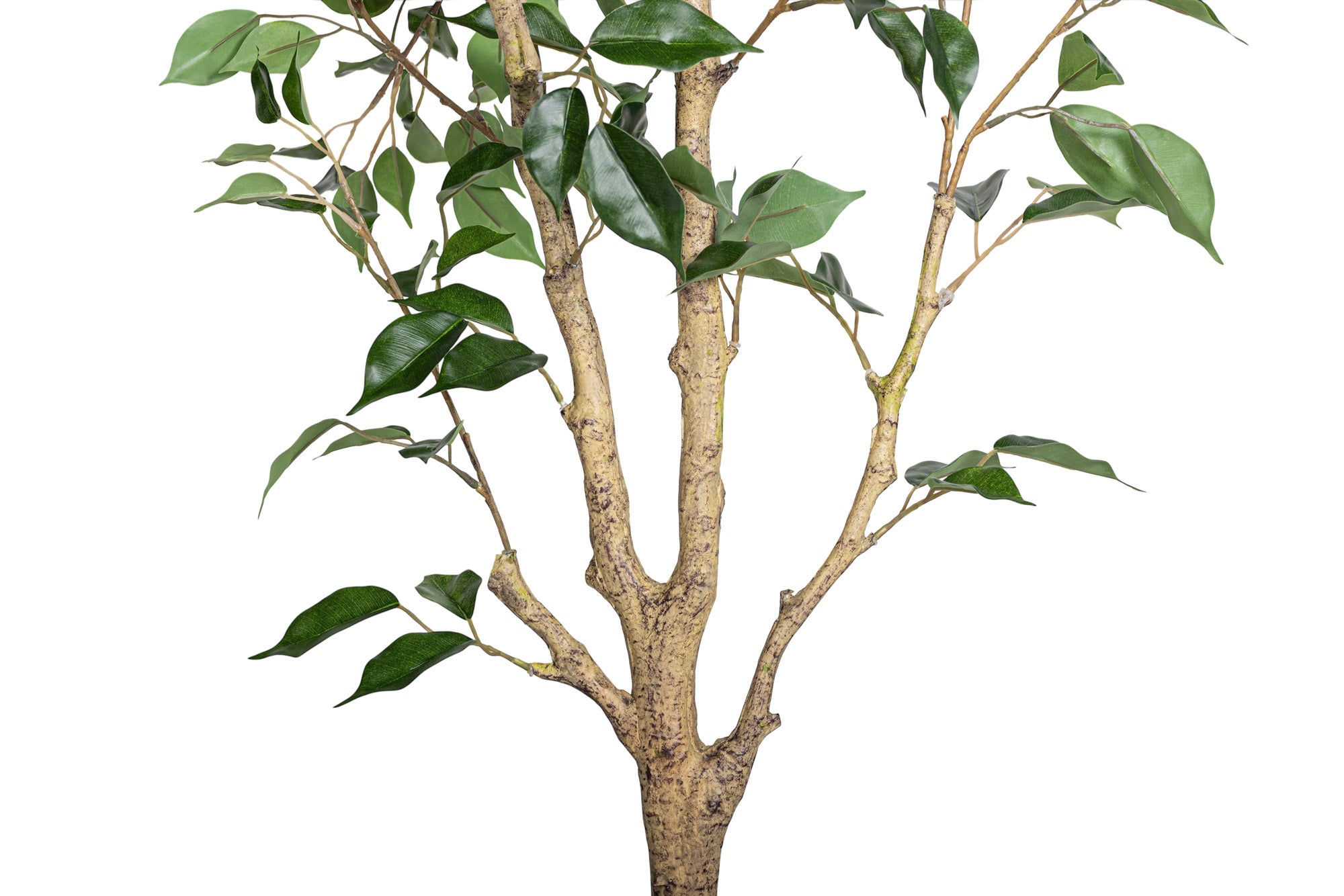 6' Benjamina Ficus Tree FP1457