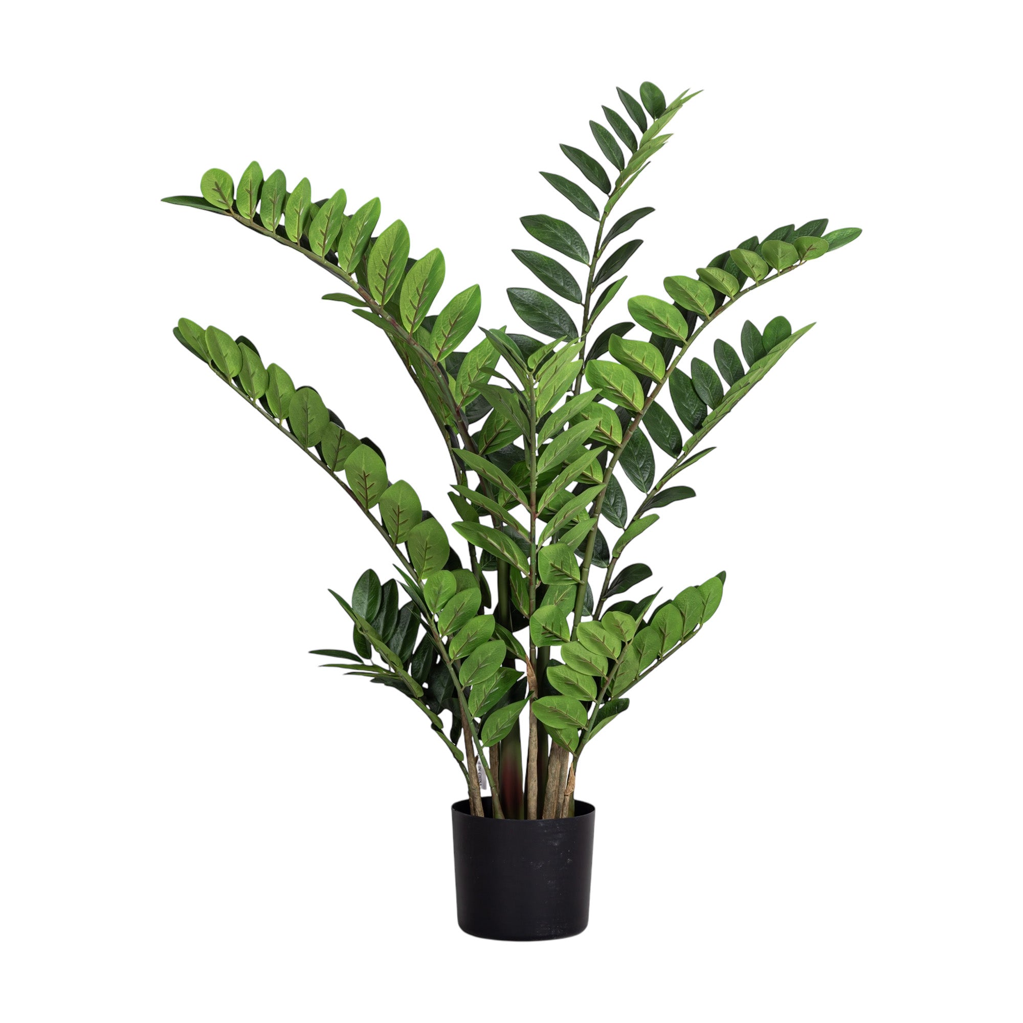3' ZZ Plant - UV Treated FP1459