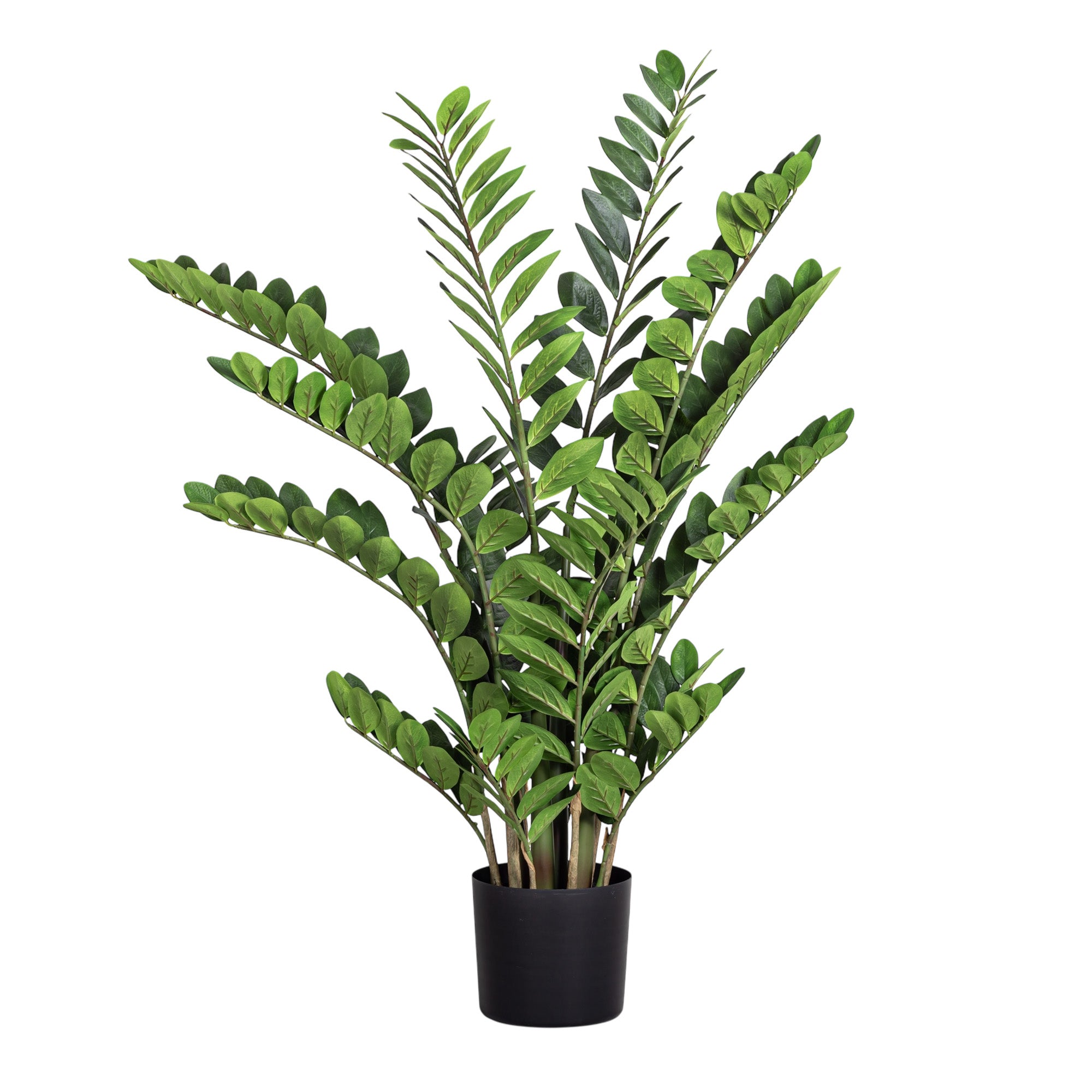 4' ZZ Plant - UV Treated FP1460