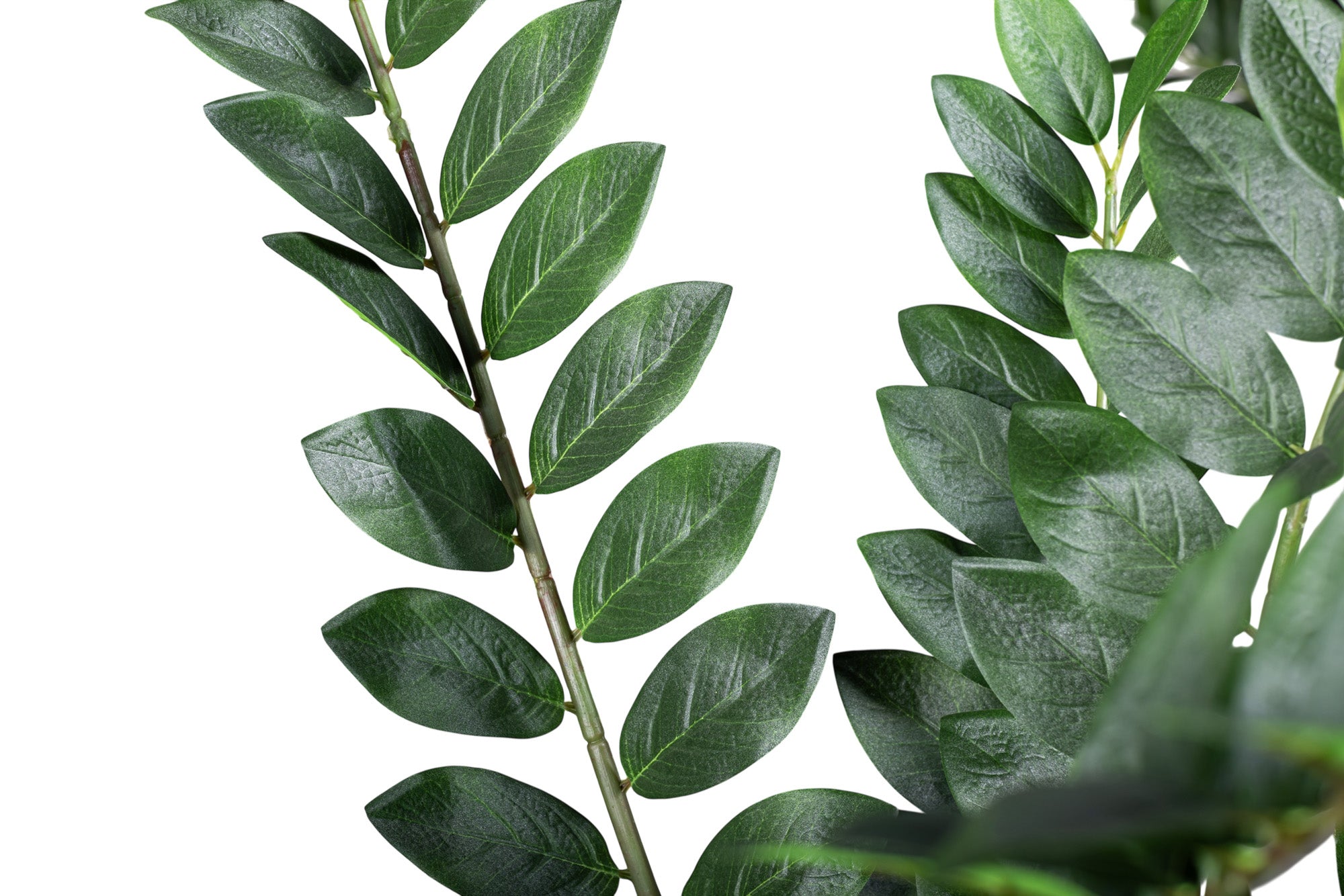 4' ZZ Plant - UV Treated FP1460
