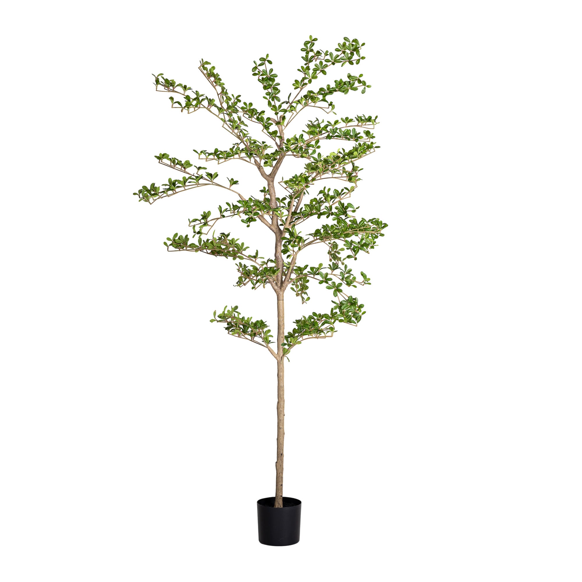 6' Shady Lady   FP1461