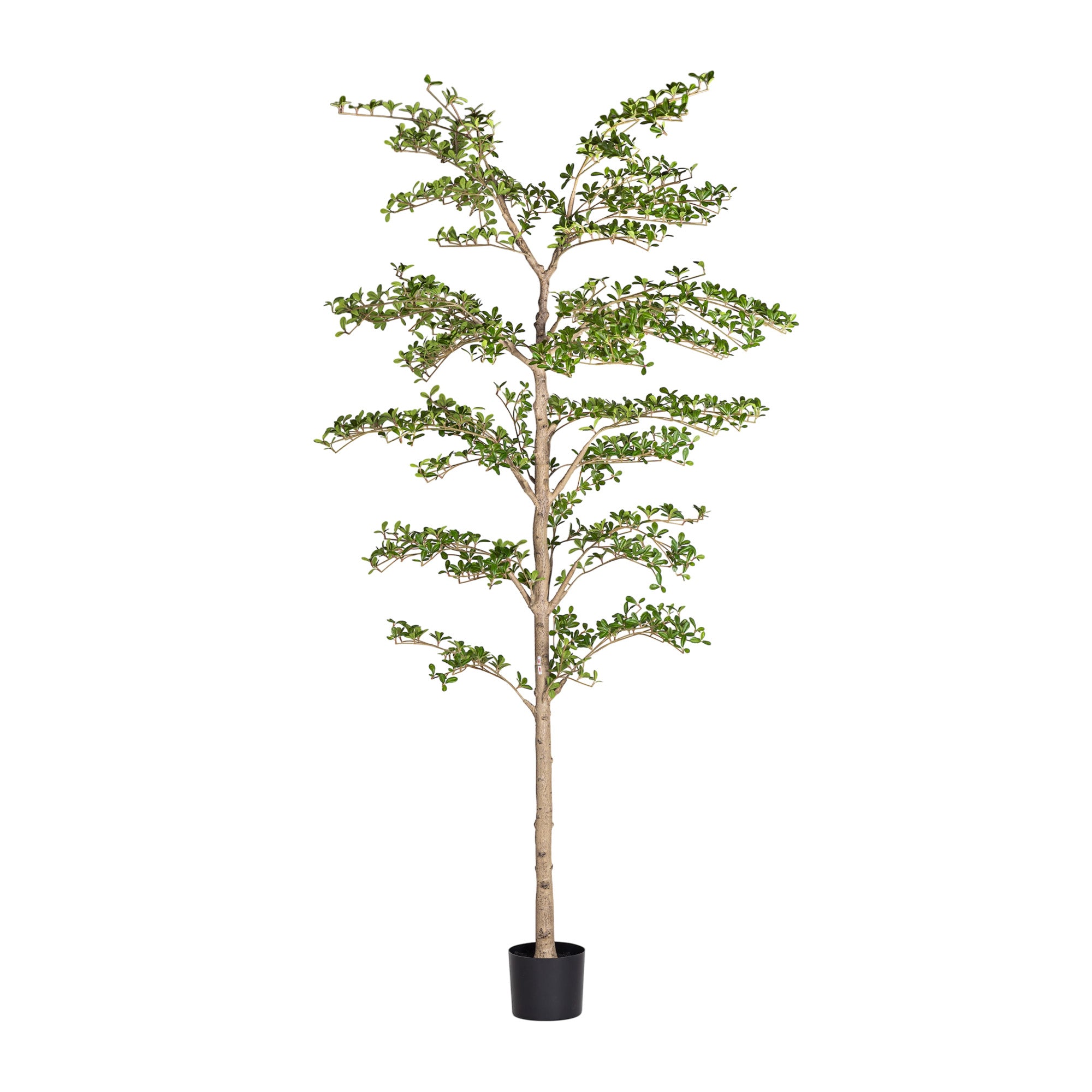 7' Shady Lady   FP1462