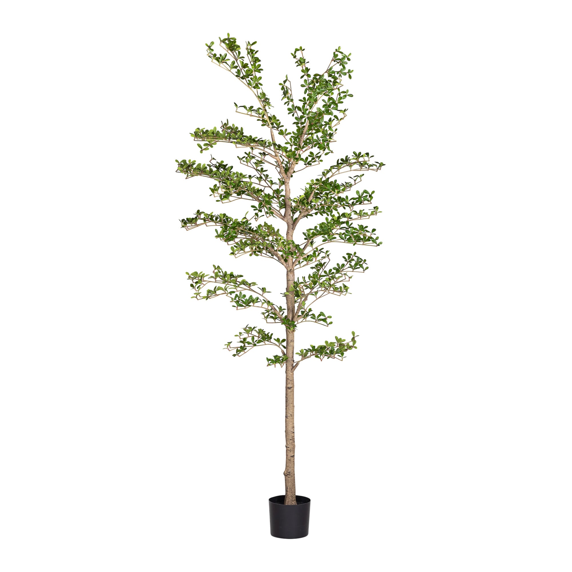 8' Shady Lady   FP1463