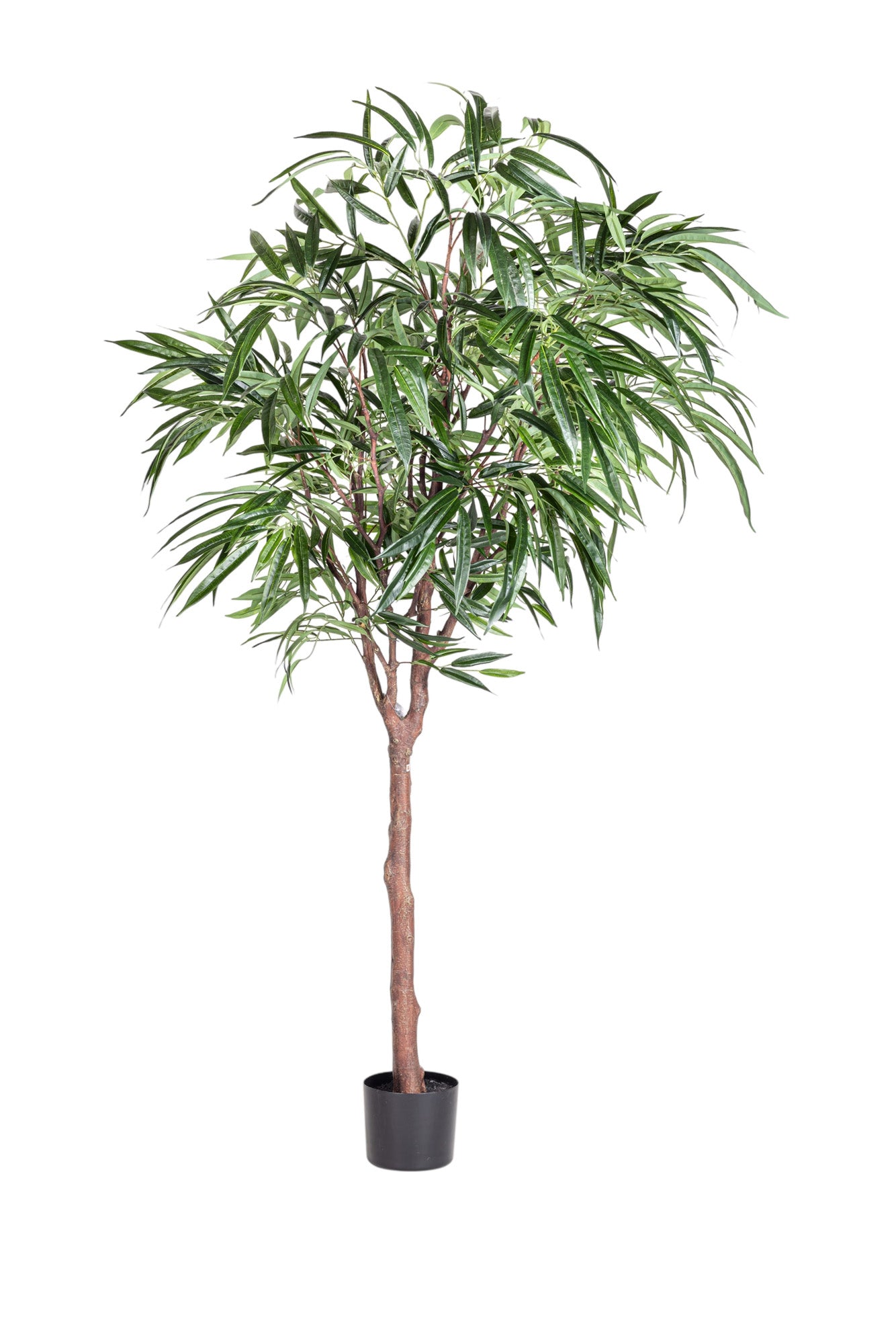 6' Willow Tree FP1467