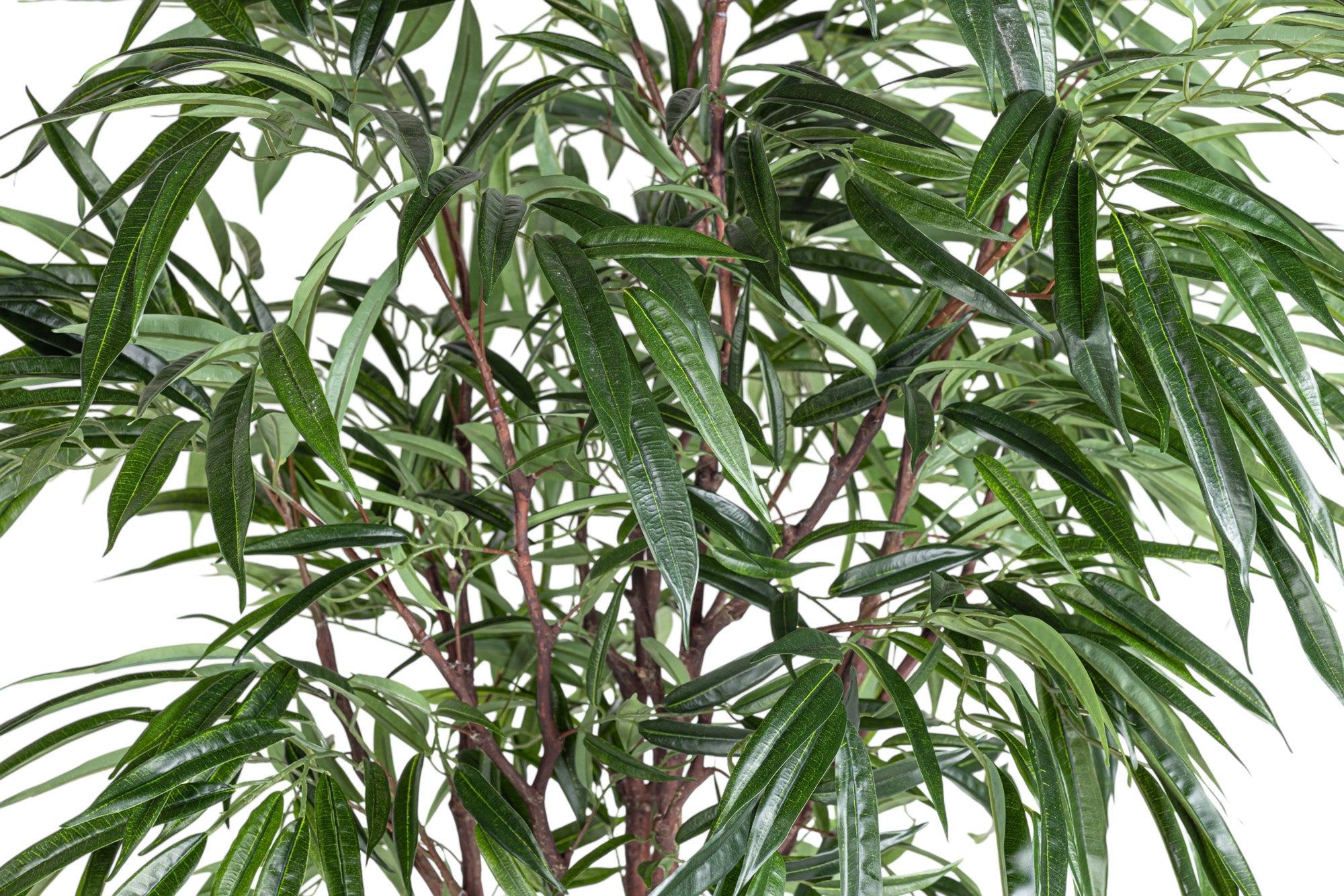 6' Willow Tree FP1467