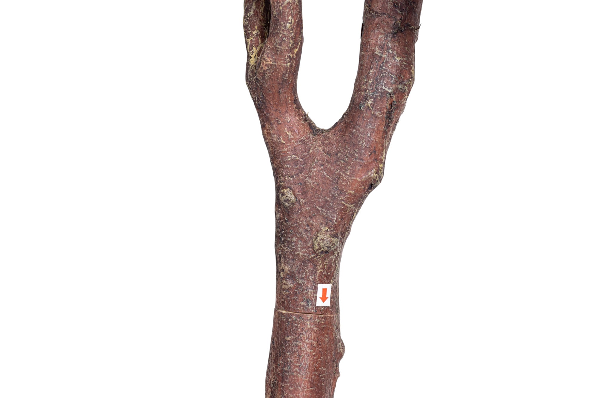 6' Willow Tree FP1467