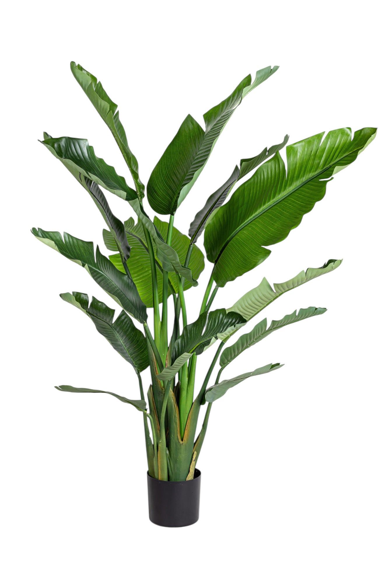 6' Bird of Paradise FP1468