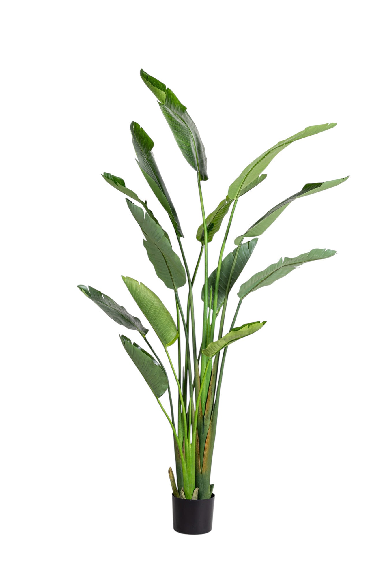6' Bird of Paradise FP1469