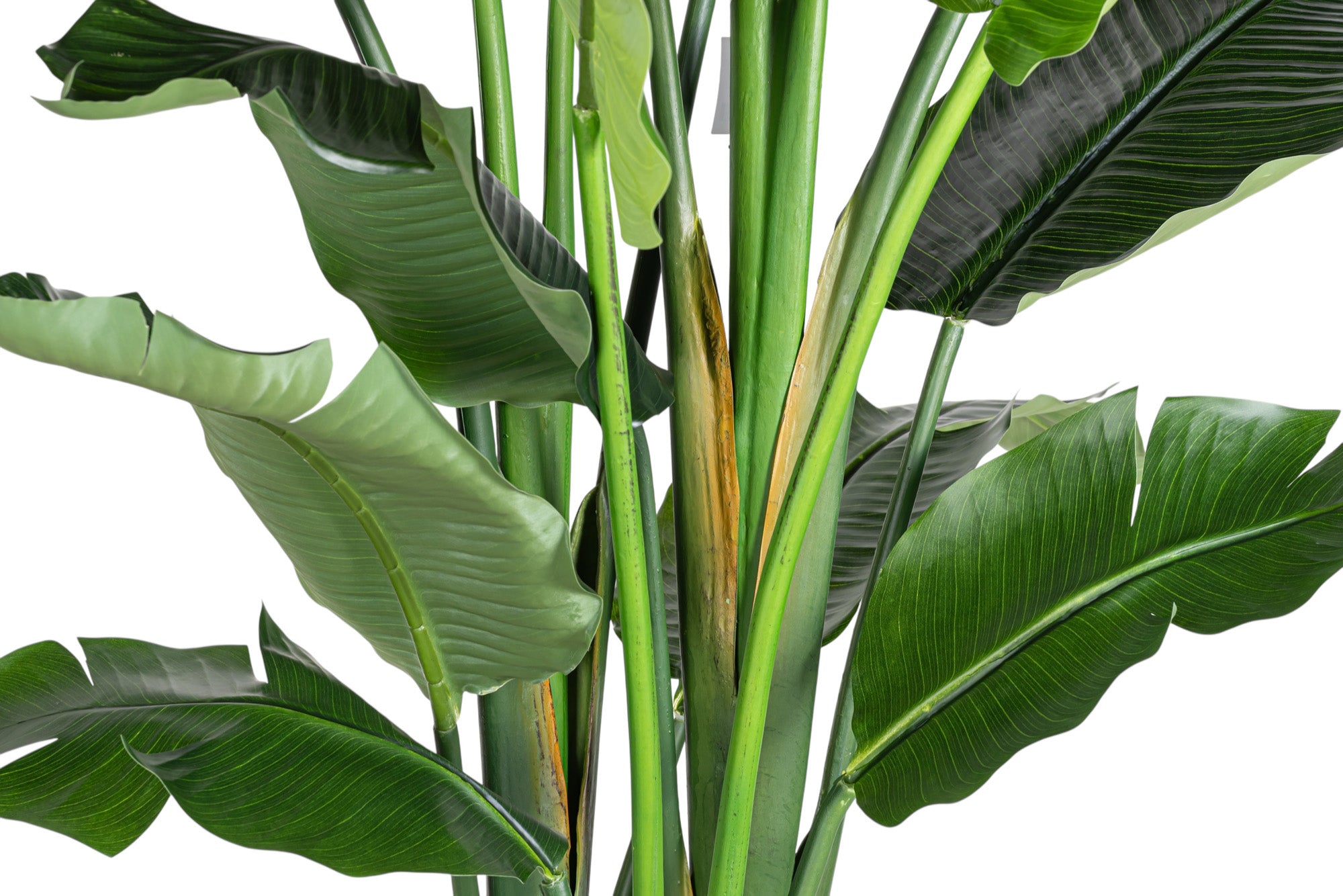 8' Bird of Paradise FP1472