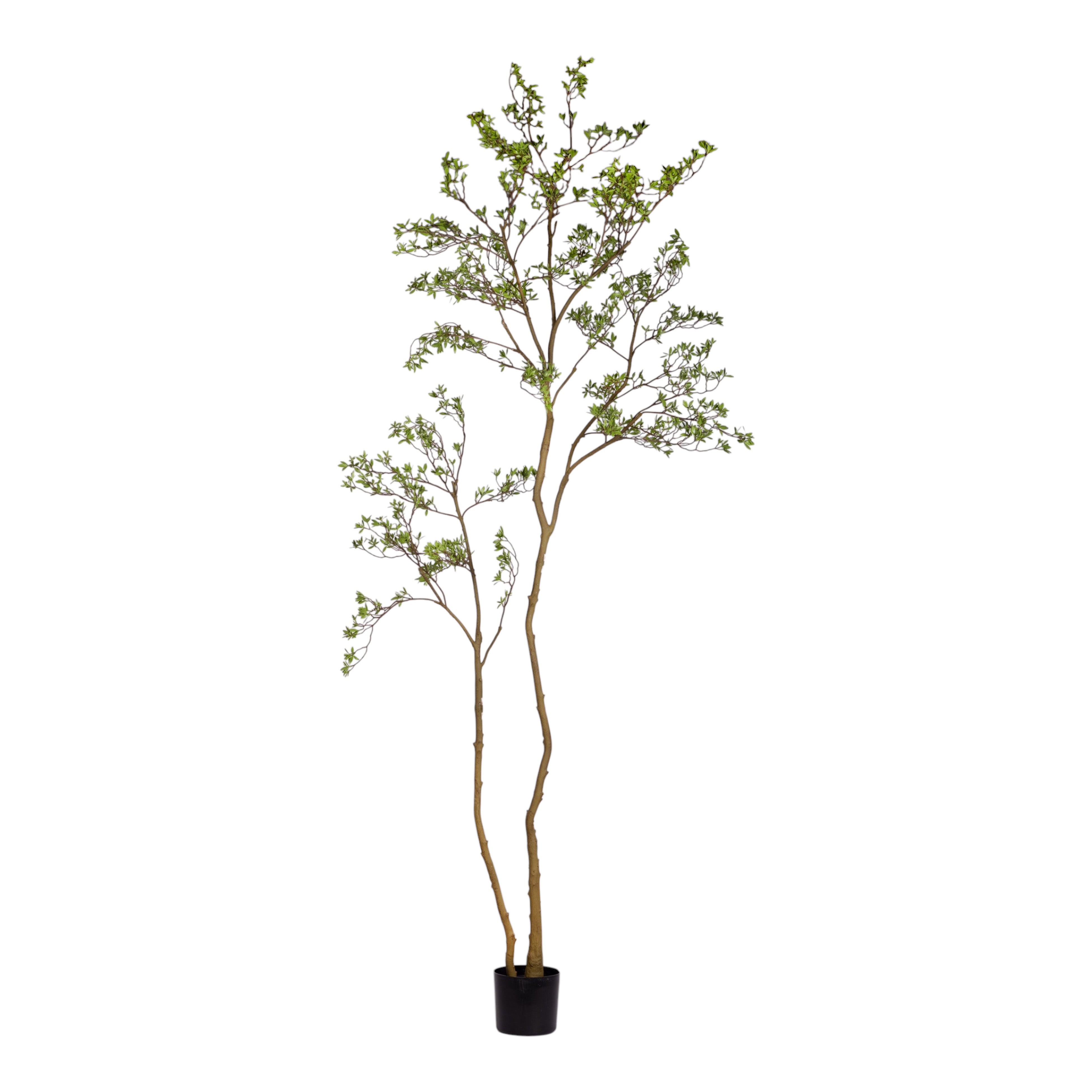 8' Rhododendron FP1474