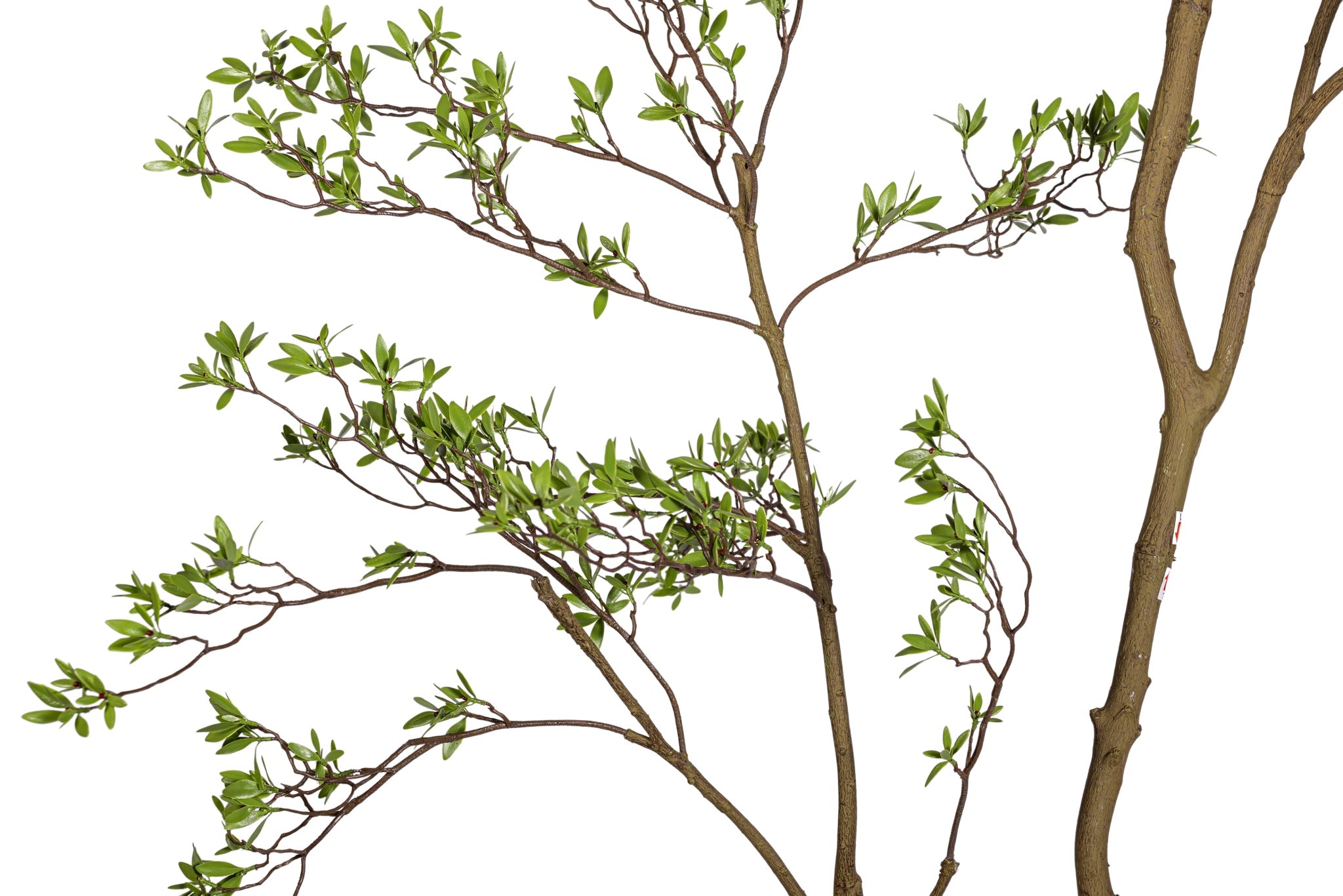 8' Rhododendron FP1474