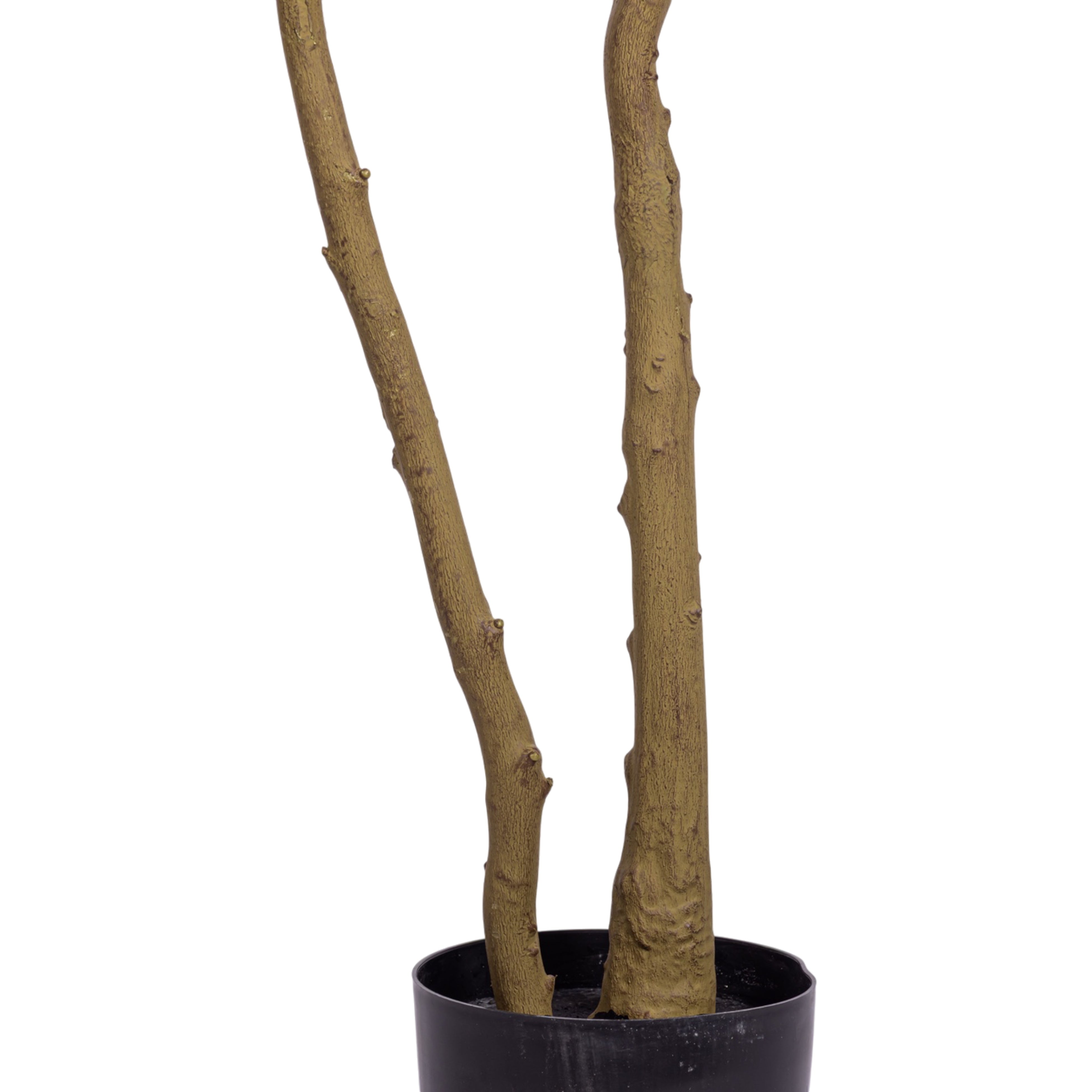 8' Rhododendron FP1474