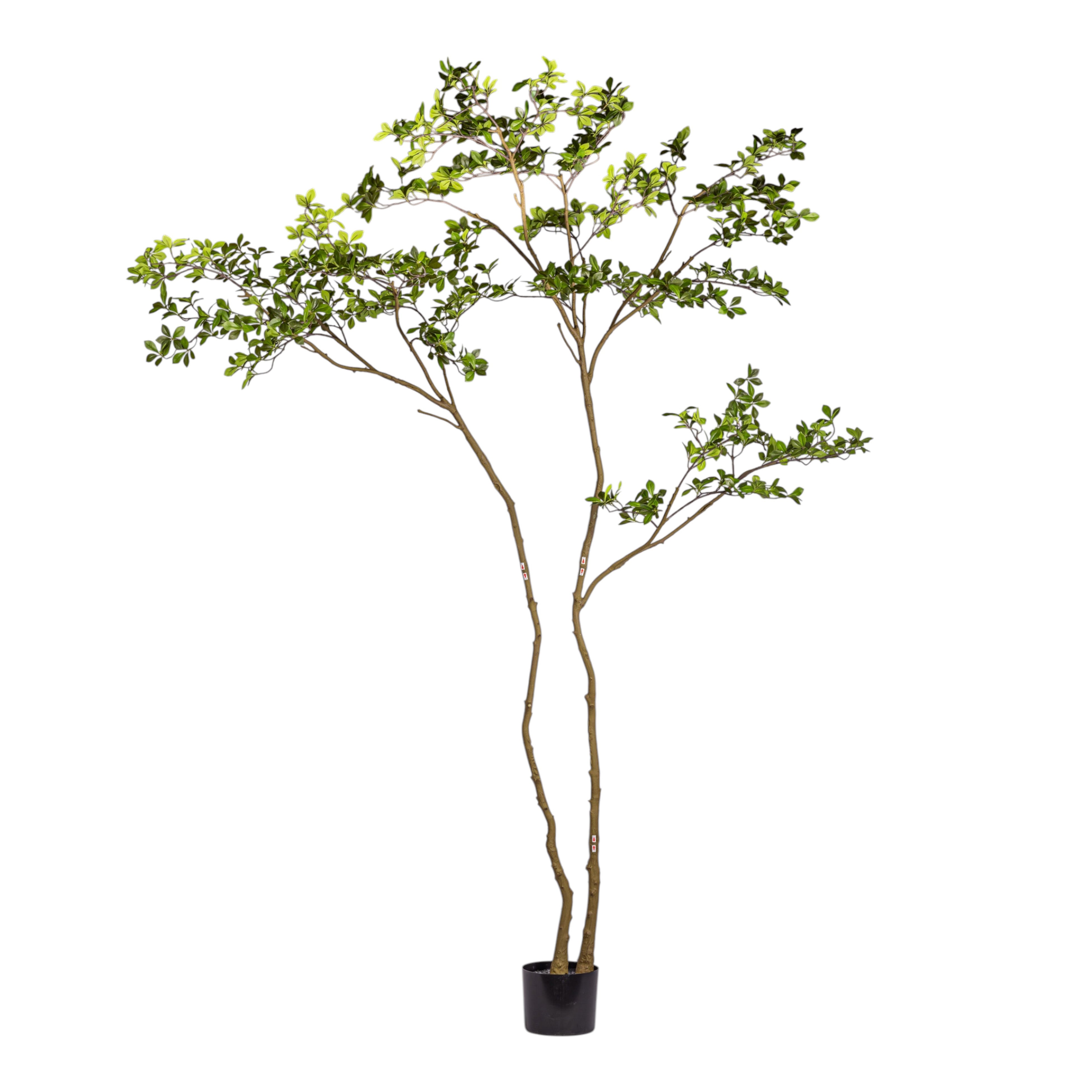 8.5' Gardenia Tree FP1475