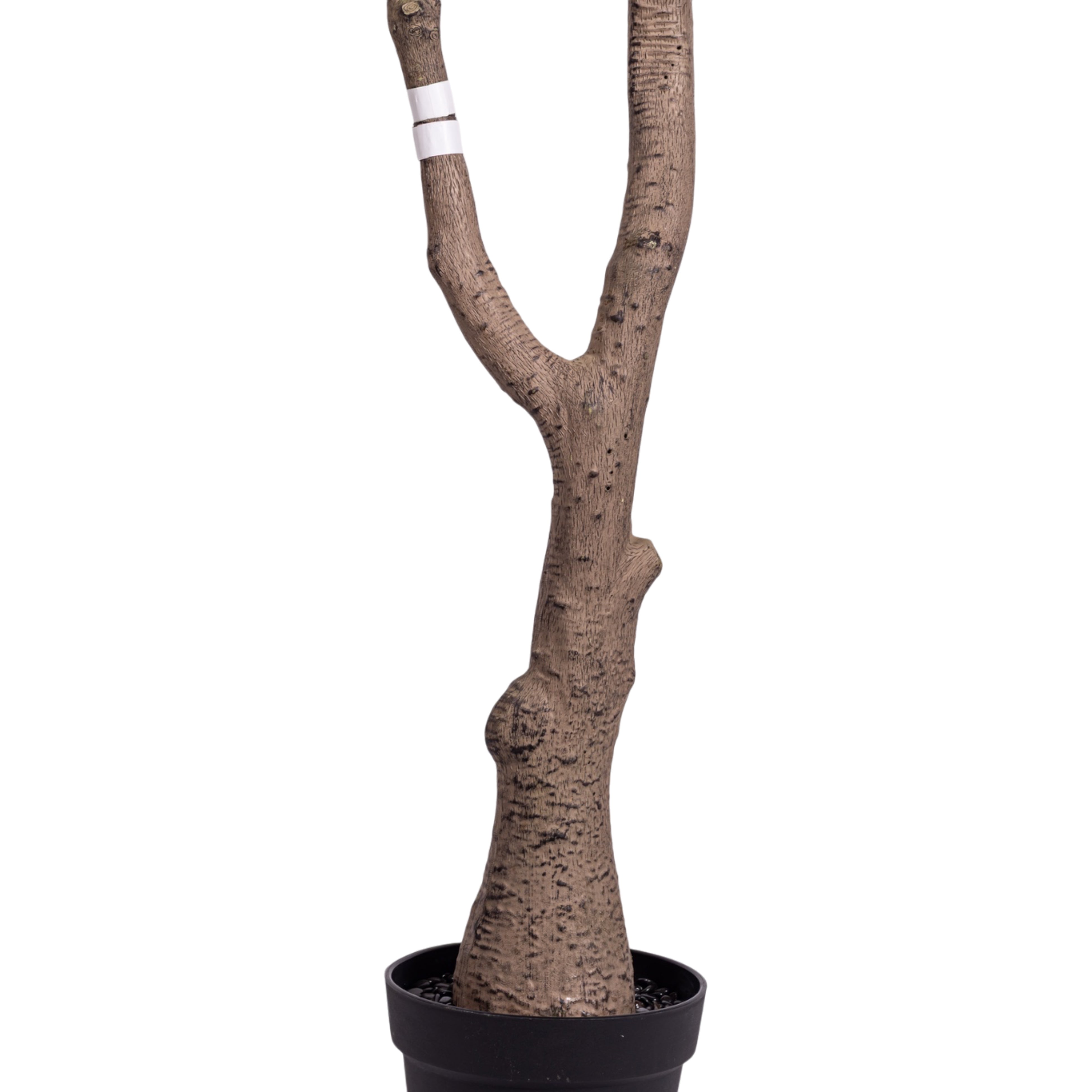 8.5' Gardenia Tree FP1475