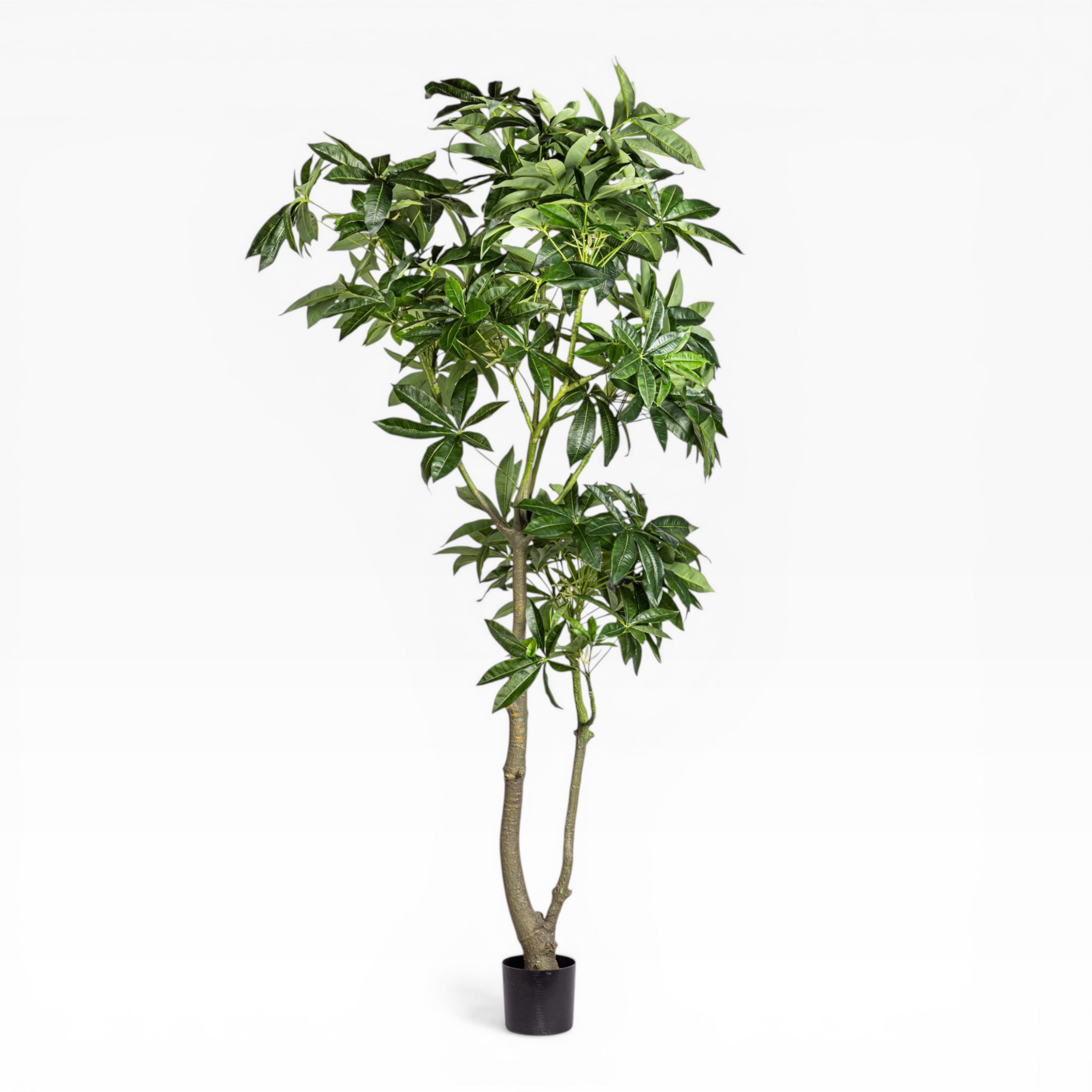 8' Money Tree    FP1476