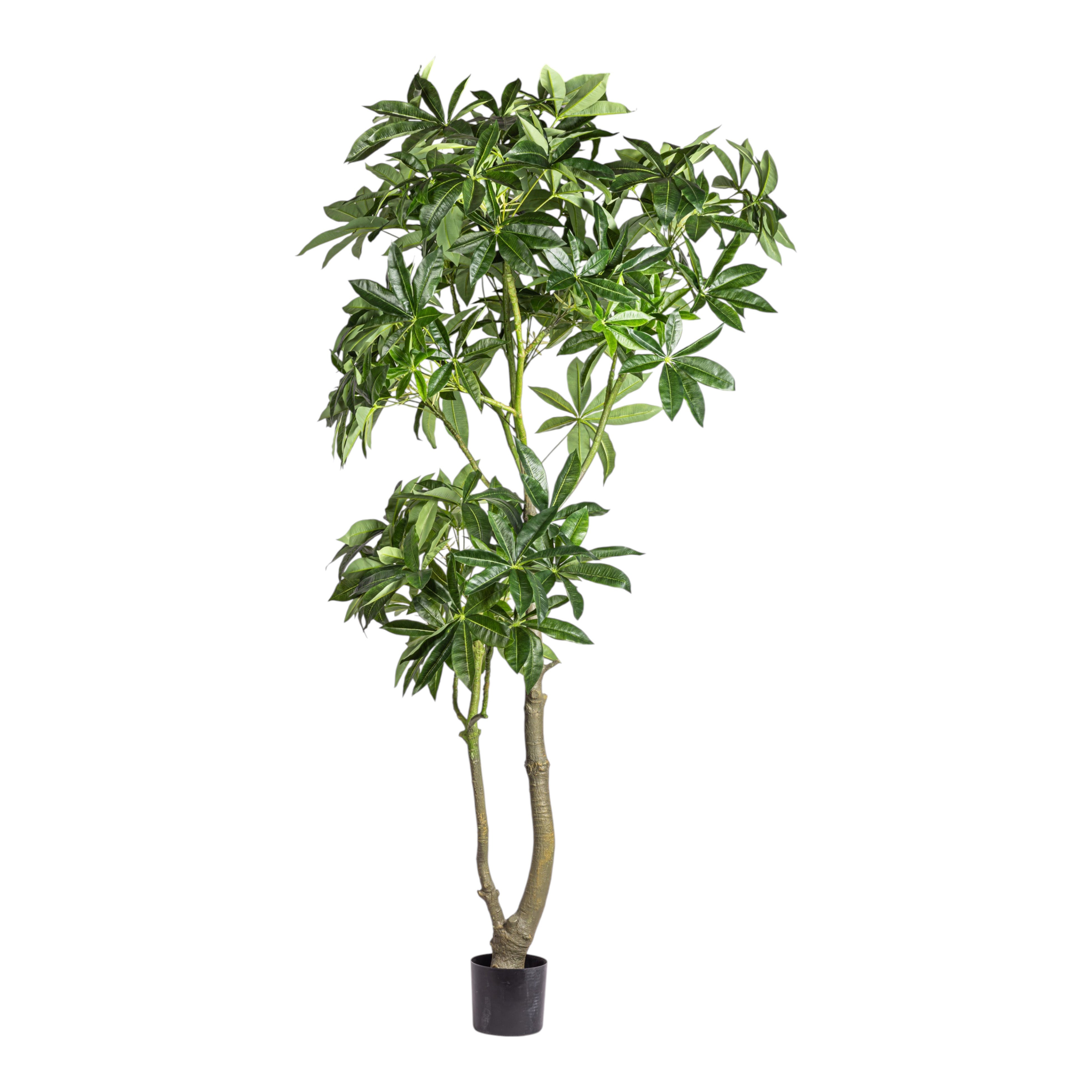 8' Money Tree    FP1476