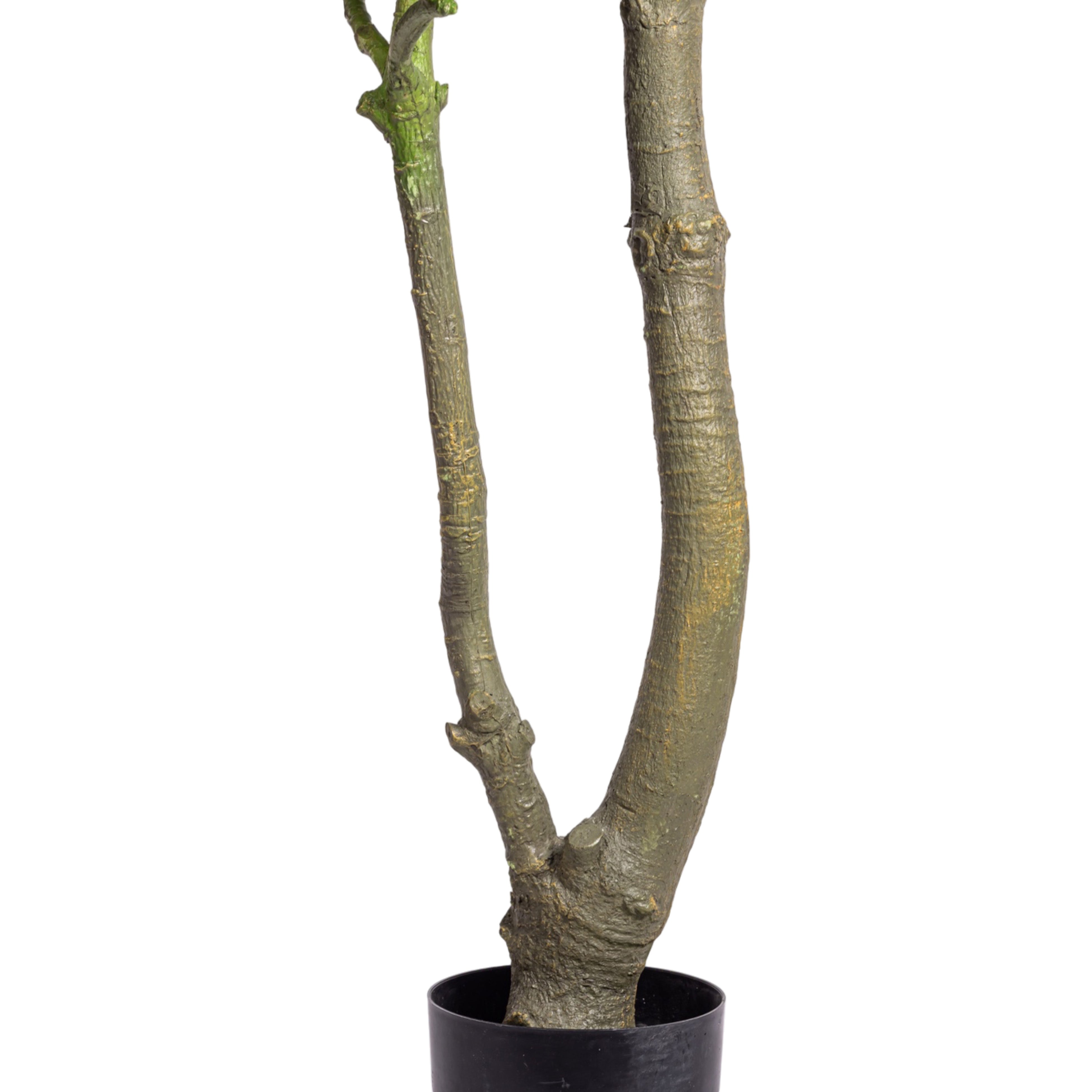 8' Money Tree    FP1476