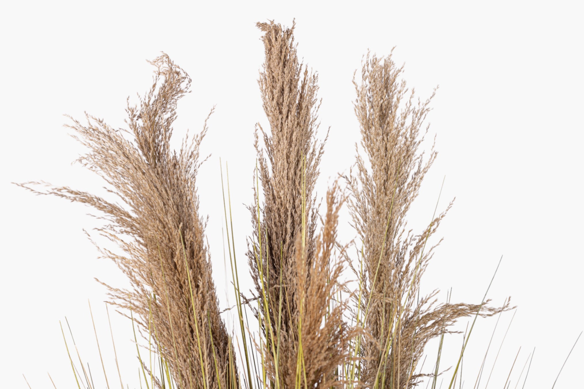 44" Natural Pampas Grass Plant - UV Treated FP1481UV