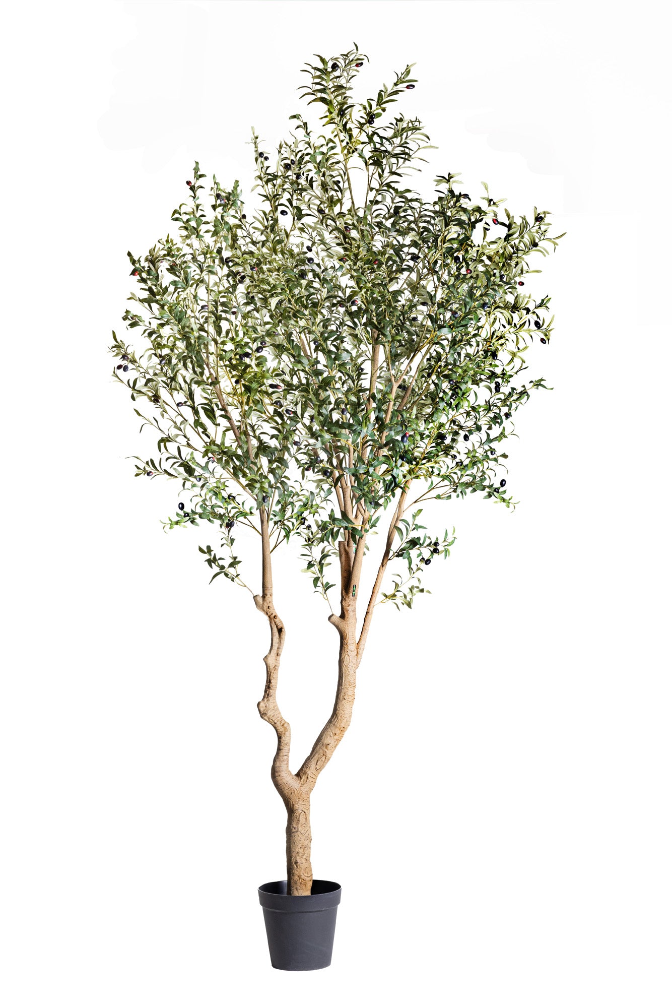 8’ Olive Tree      FP1420