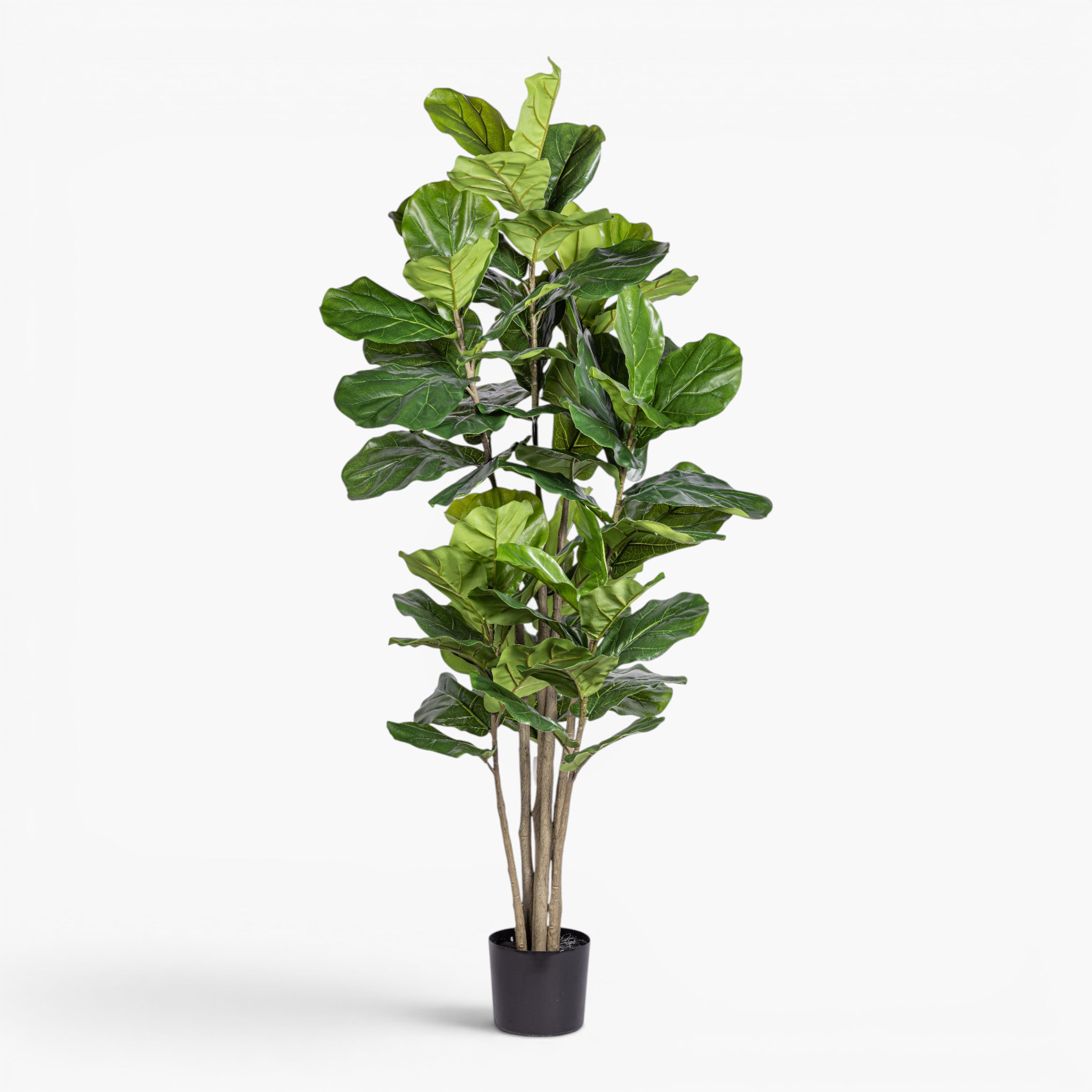 6' Column Fiddle Leaf Fig Tree - UV Treated    FP1510