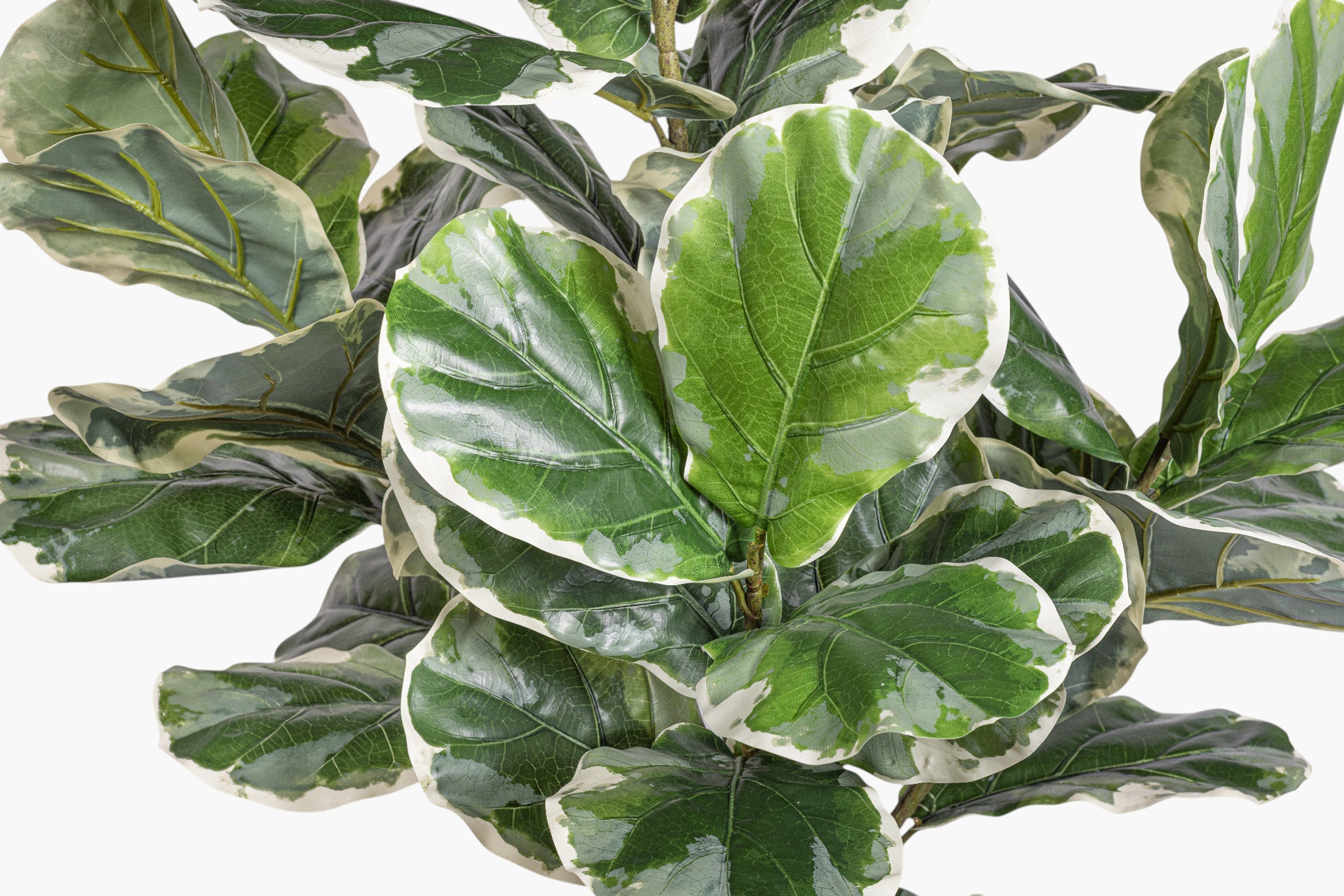 6.5' Fiddle Leaf Fig Tree Variegated - UV Treated    FP1511