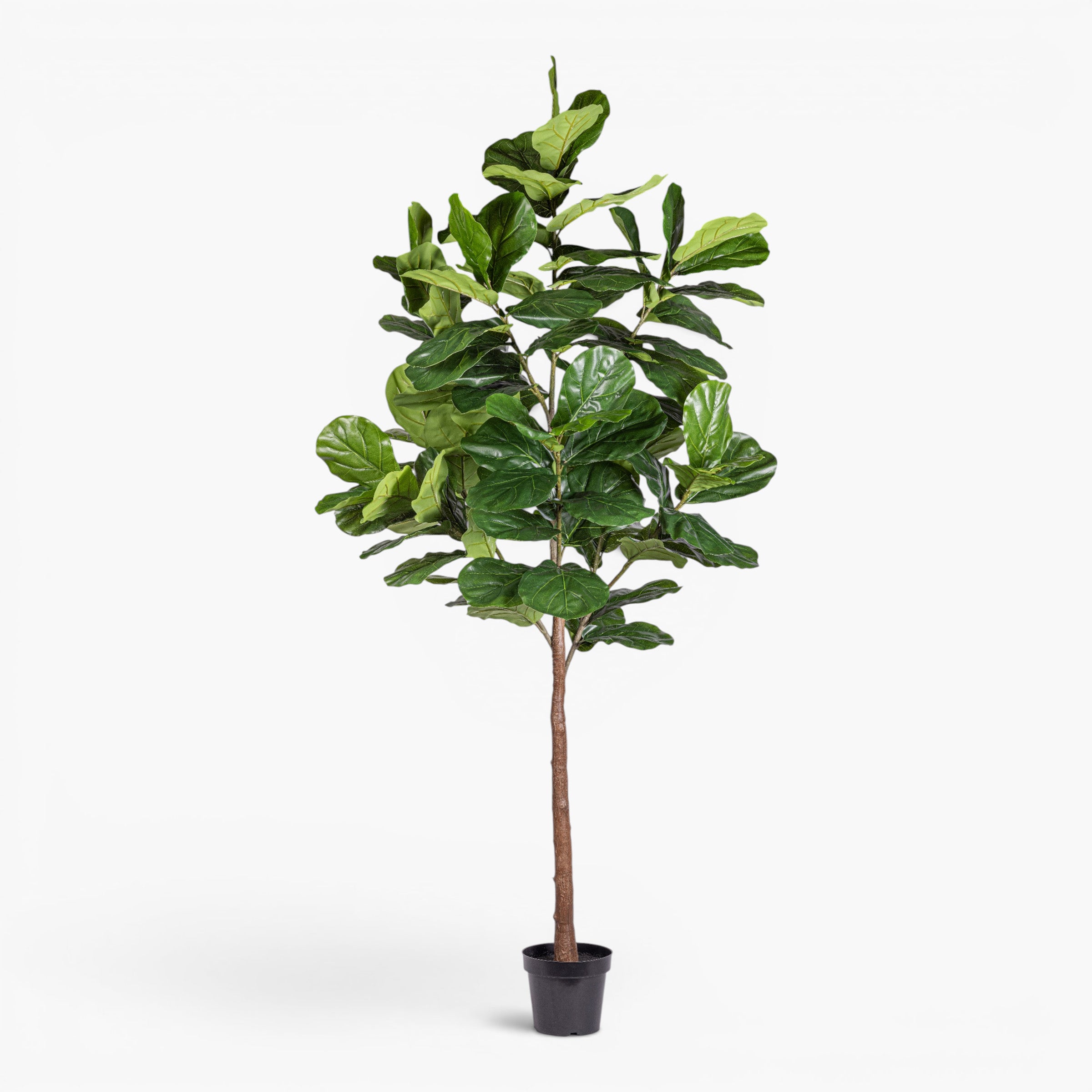 8' Fiddle Leaf Fig Tree - UV Treated    FP1512