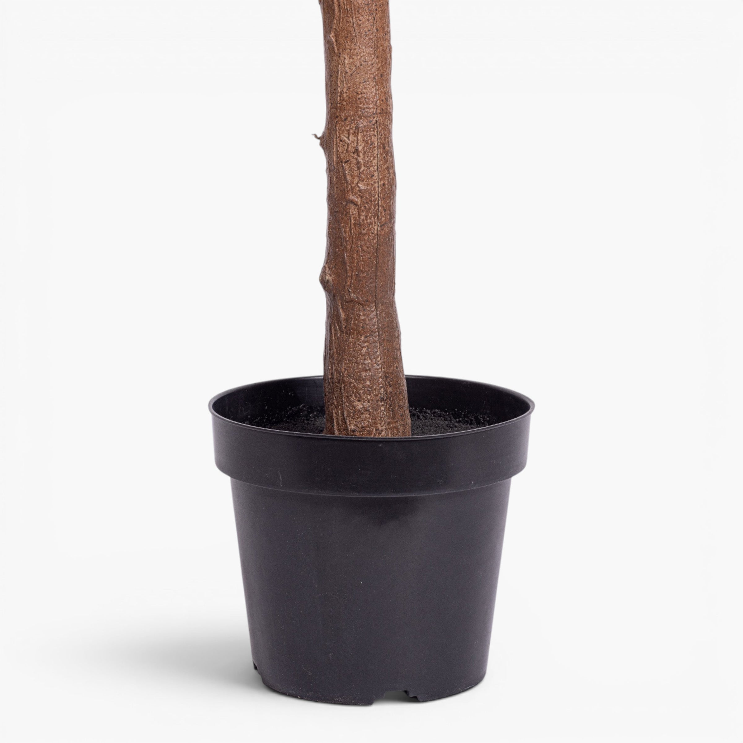8' Fiddle Leaf Fig Tree - UV Treated    FP1512