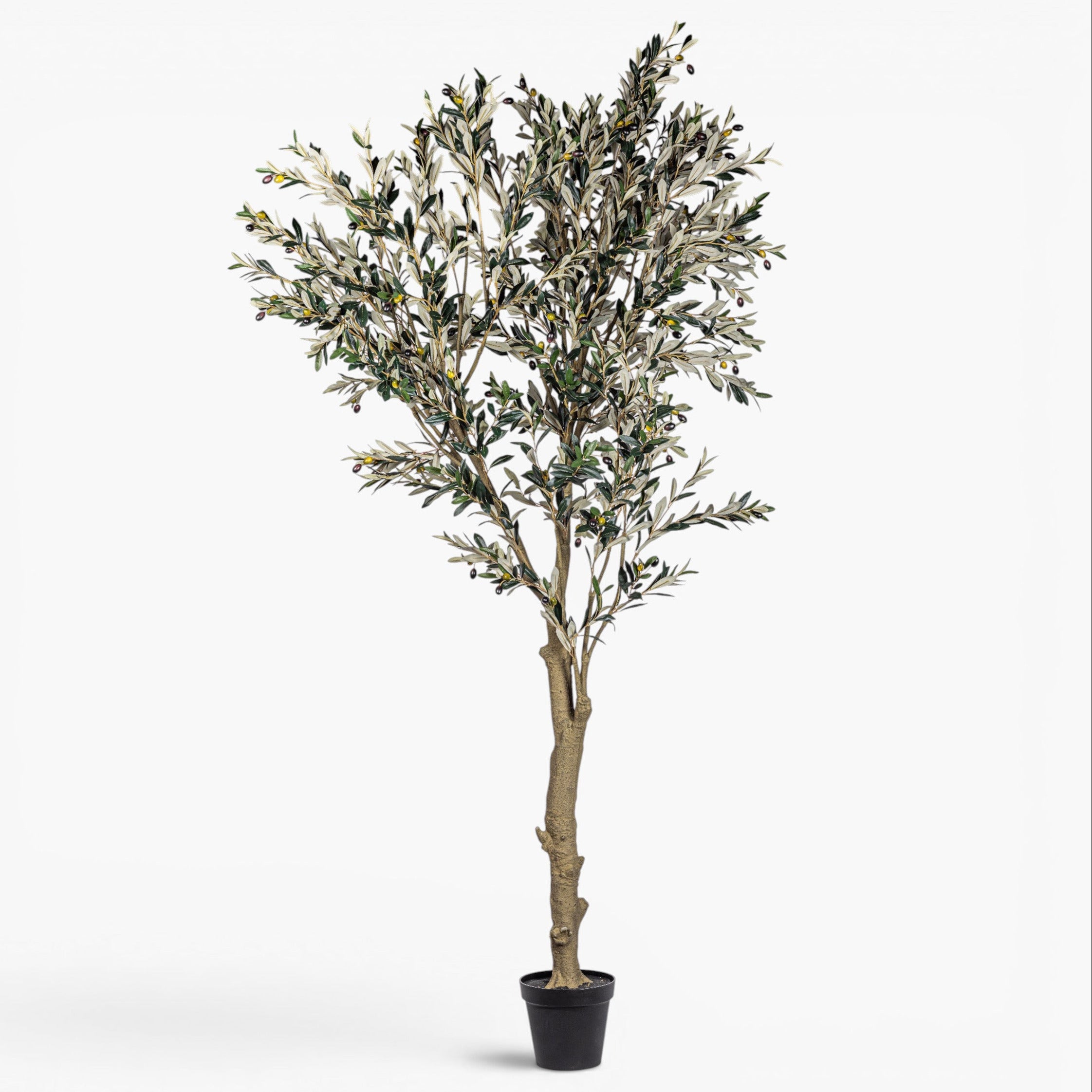 8' Olive Tree     FP1515