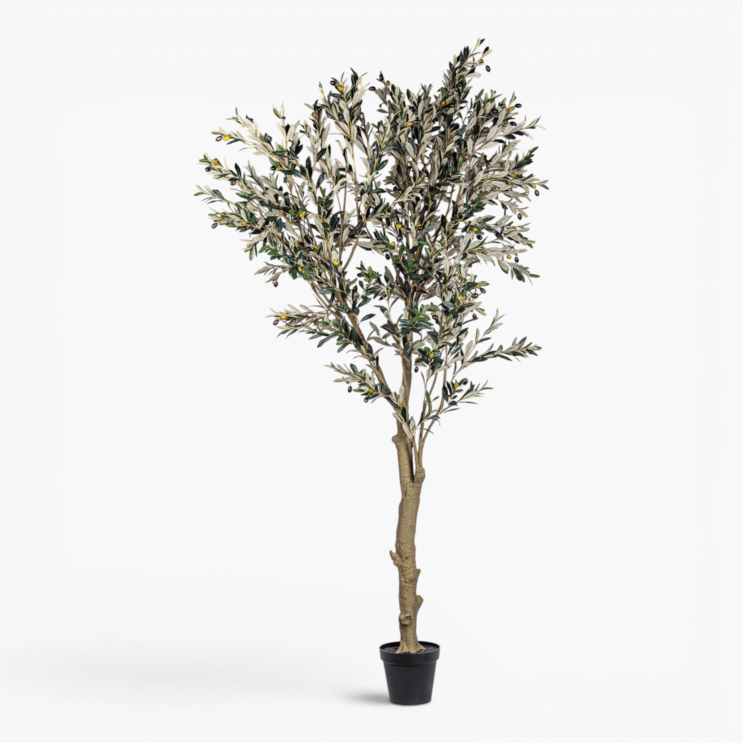 8' Olive Tree     FP1515